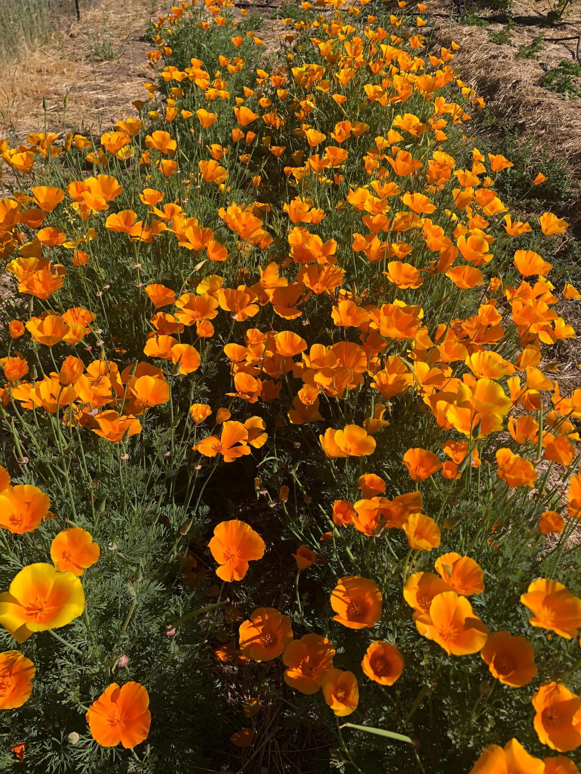 California poppy (Eschscholzia californica) in the garden
