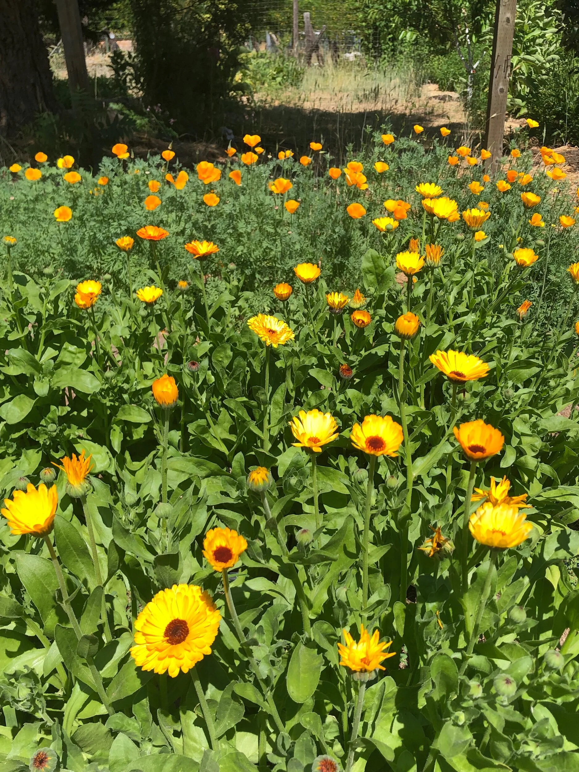 calendula (Calendula officinalis) flowers in the garden