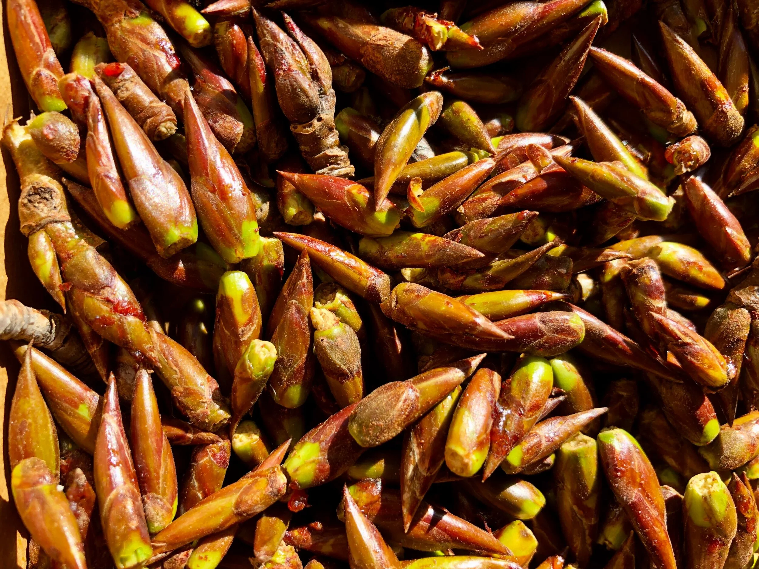 Balsam poplar buds (Populus trichocarpa)