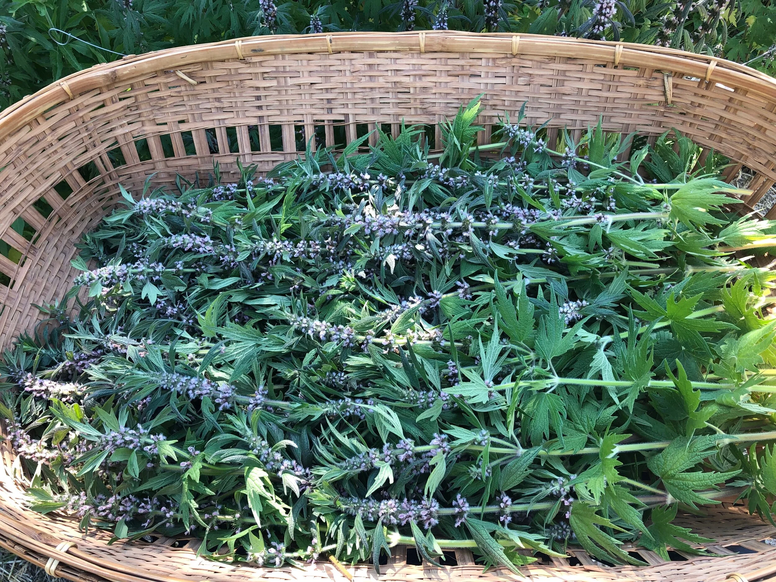 basket of fresh Motherwort (Leonurus cardiaca)