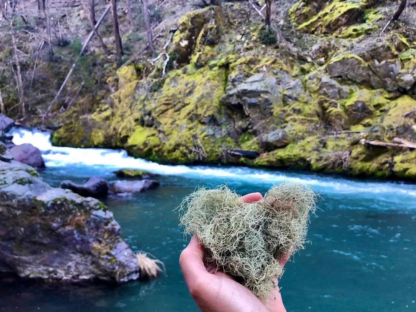 Usnea (Usnea filipendula)