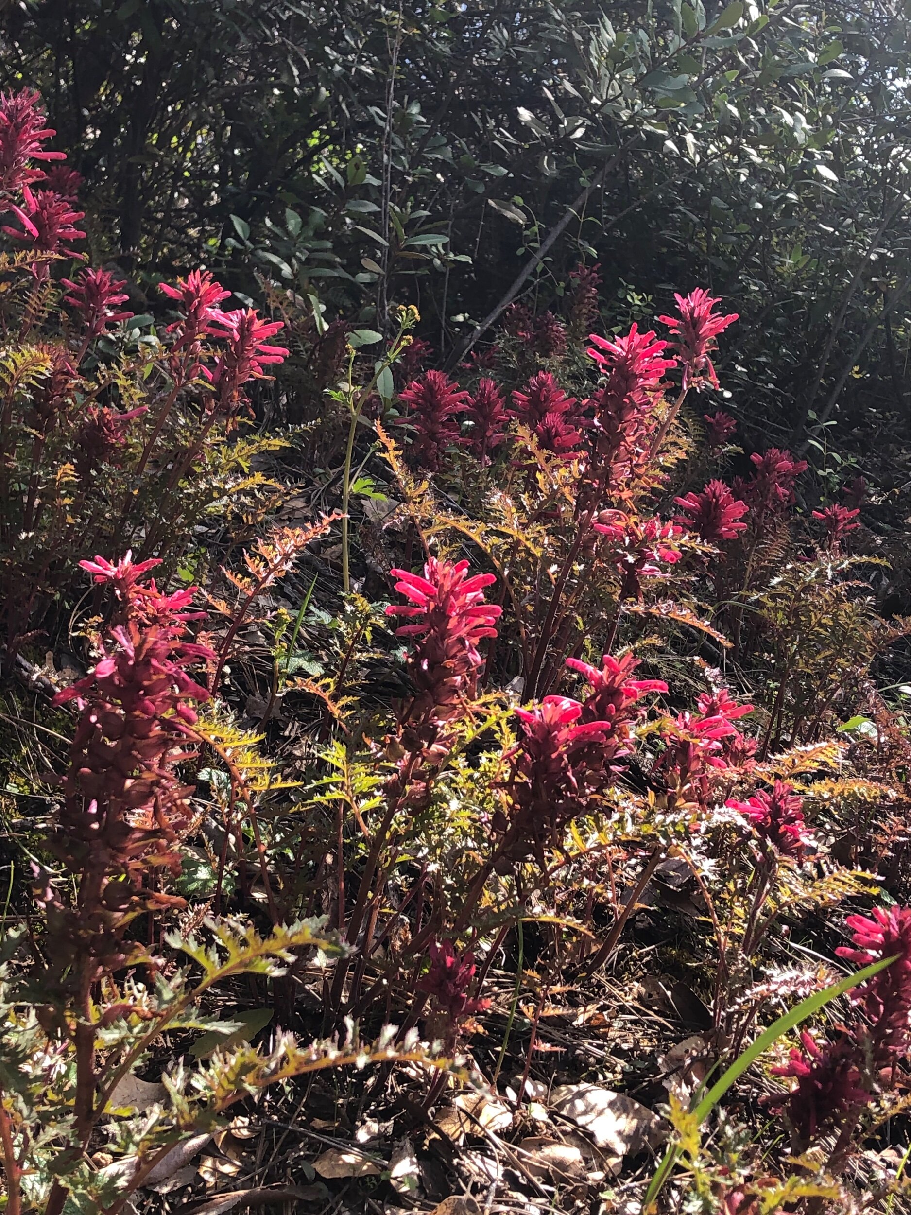 wild Pedicularis (Pedicularis densiflora)