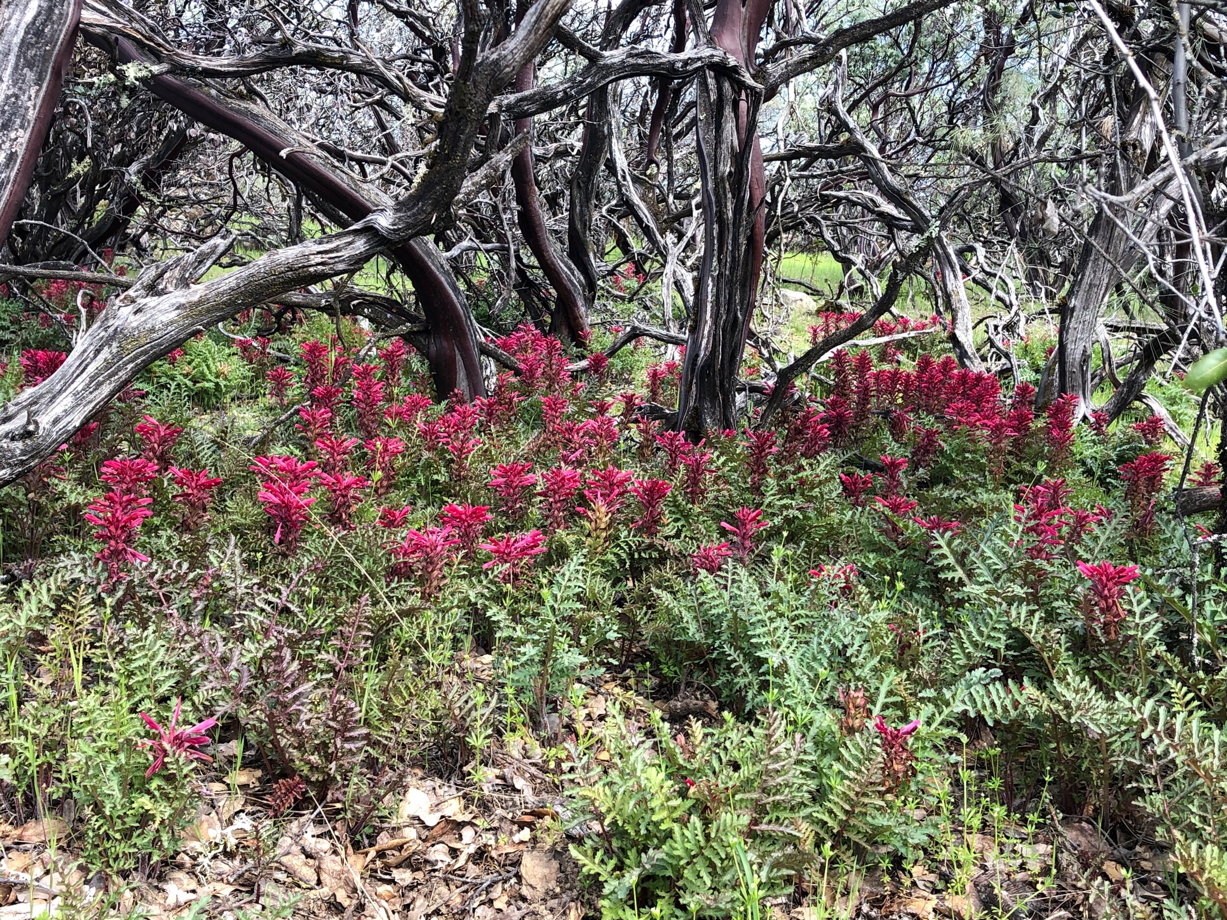 wild Pedicularis (Pedicularis densilfora)