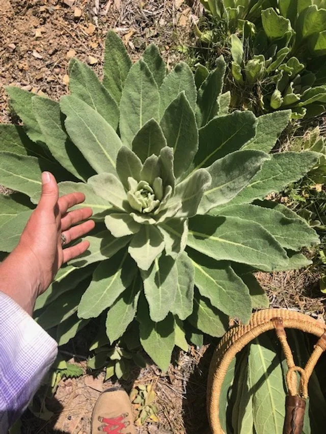 Wild mullein (Verbascum thapsus)
