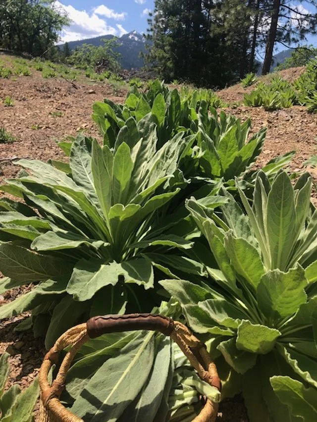 wild Mullein (Verbascum thapsus)