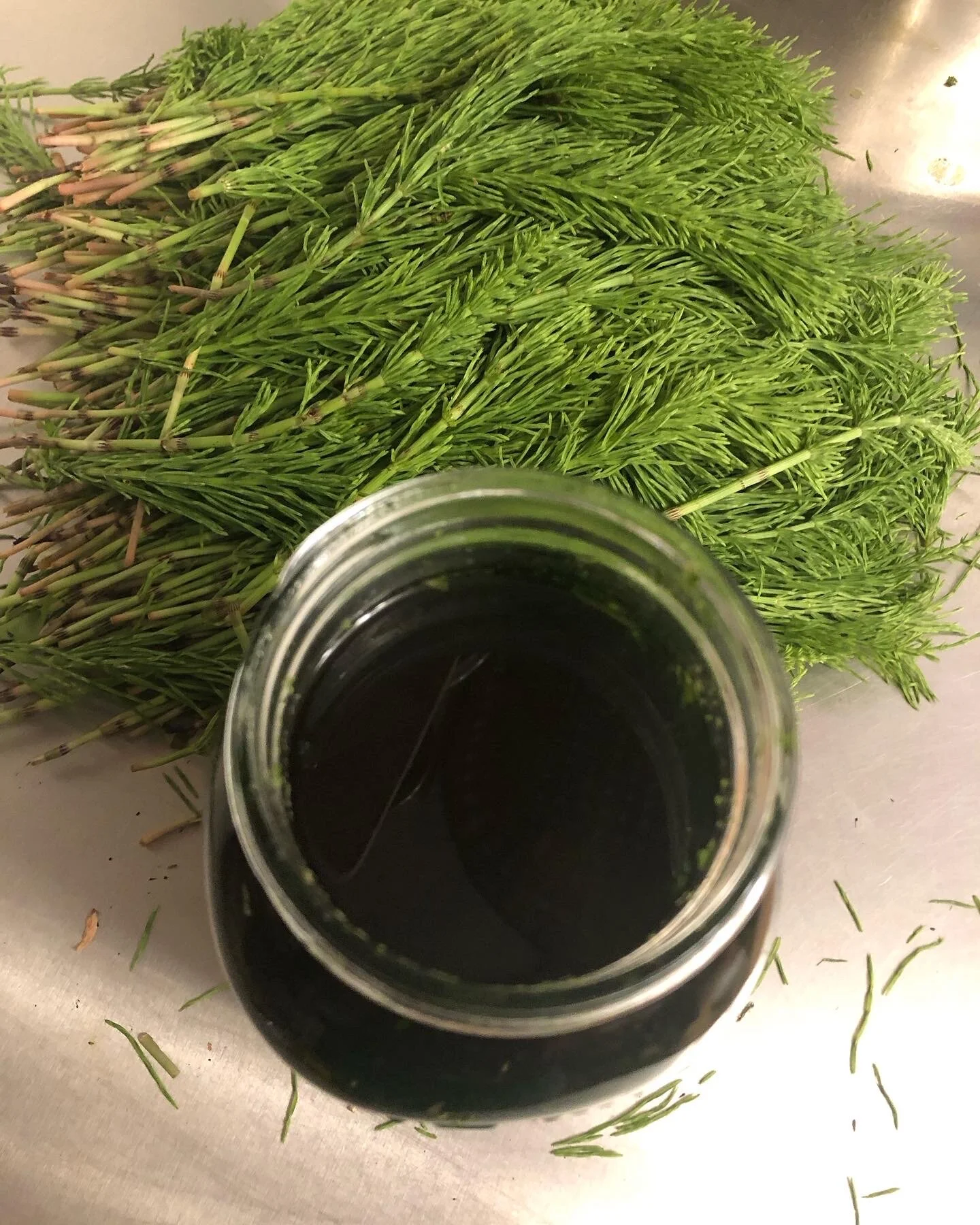horsetail (Equisetum arvense) tincture