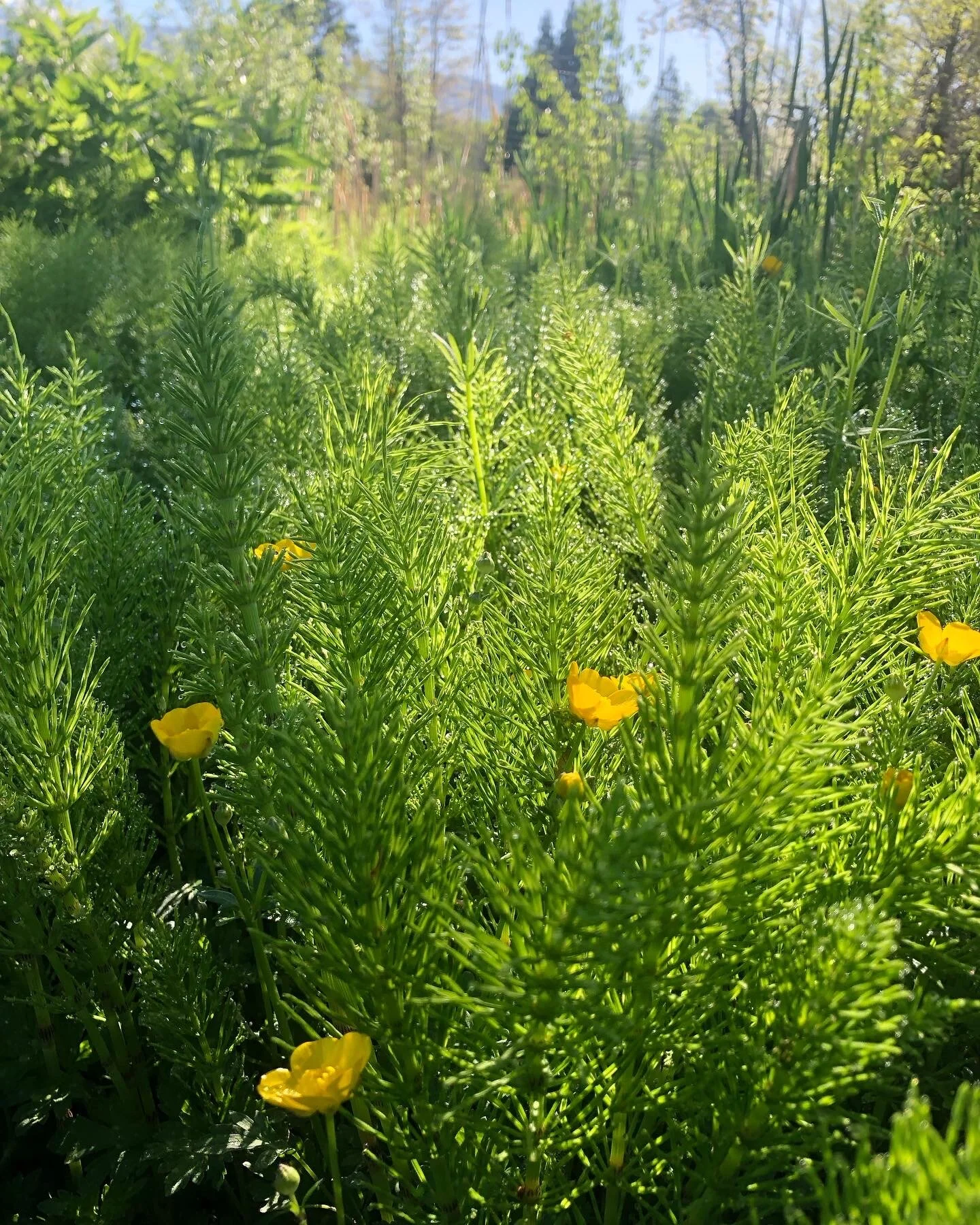 horsetail (Equisetum arvense)