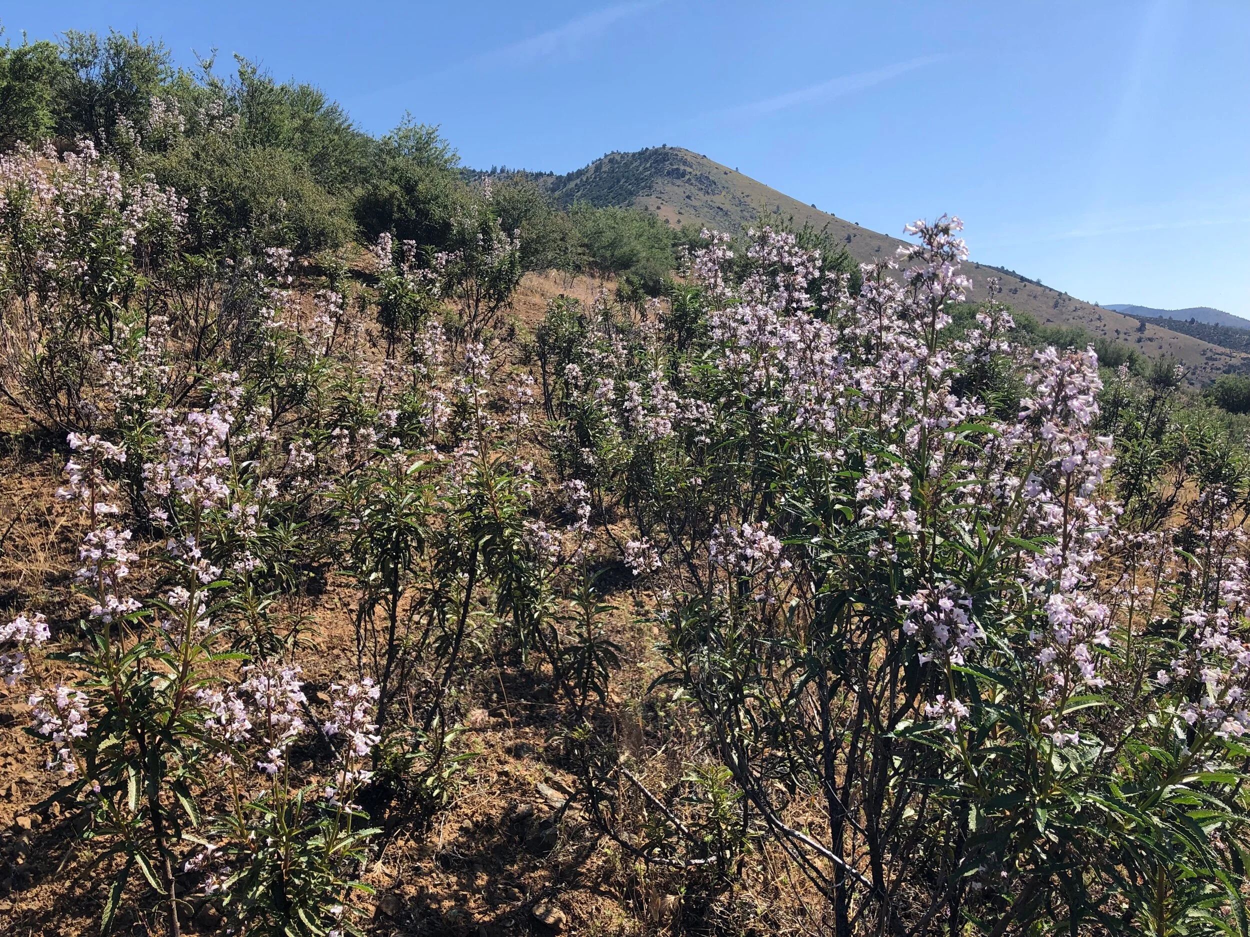 wild yerba santa (Eriodictyon californicum)