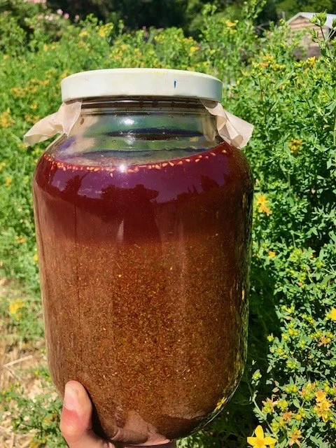 Jar of St. John's wort tincture (Hypericum perforatum)