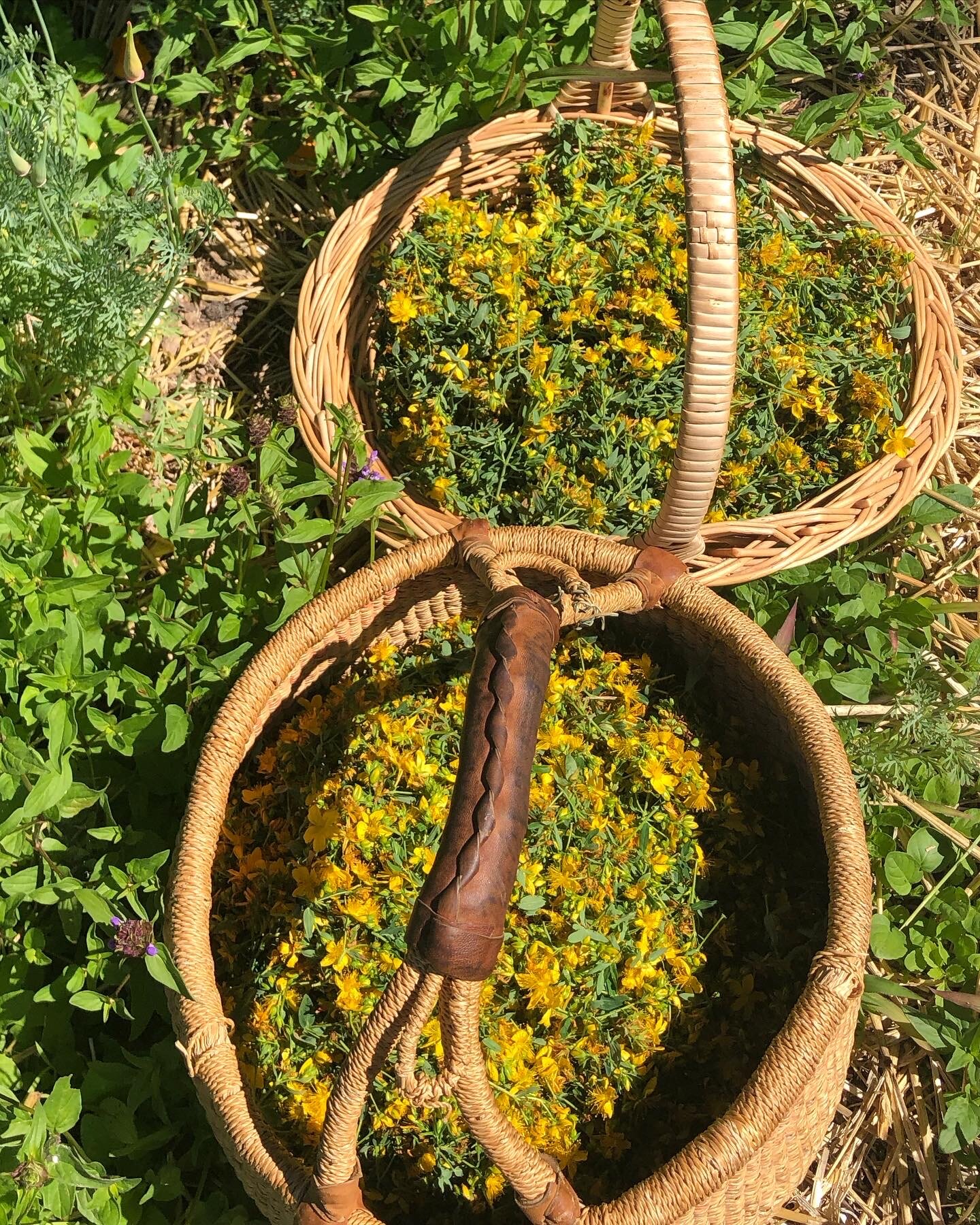 Basket of St. john's wort flowers (Hypericum perforatum)
