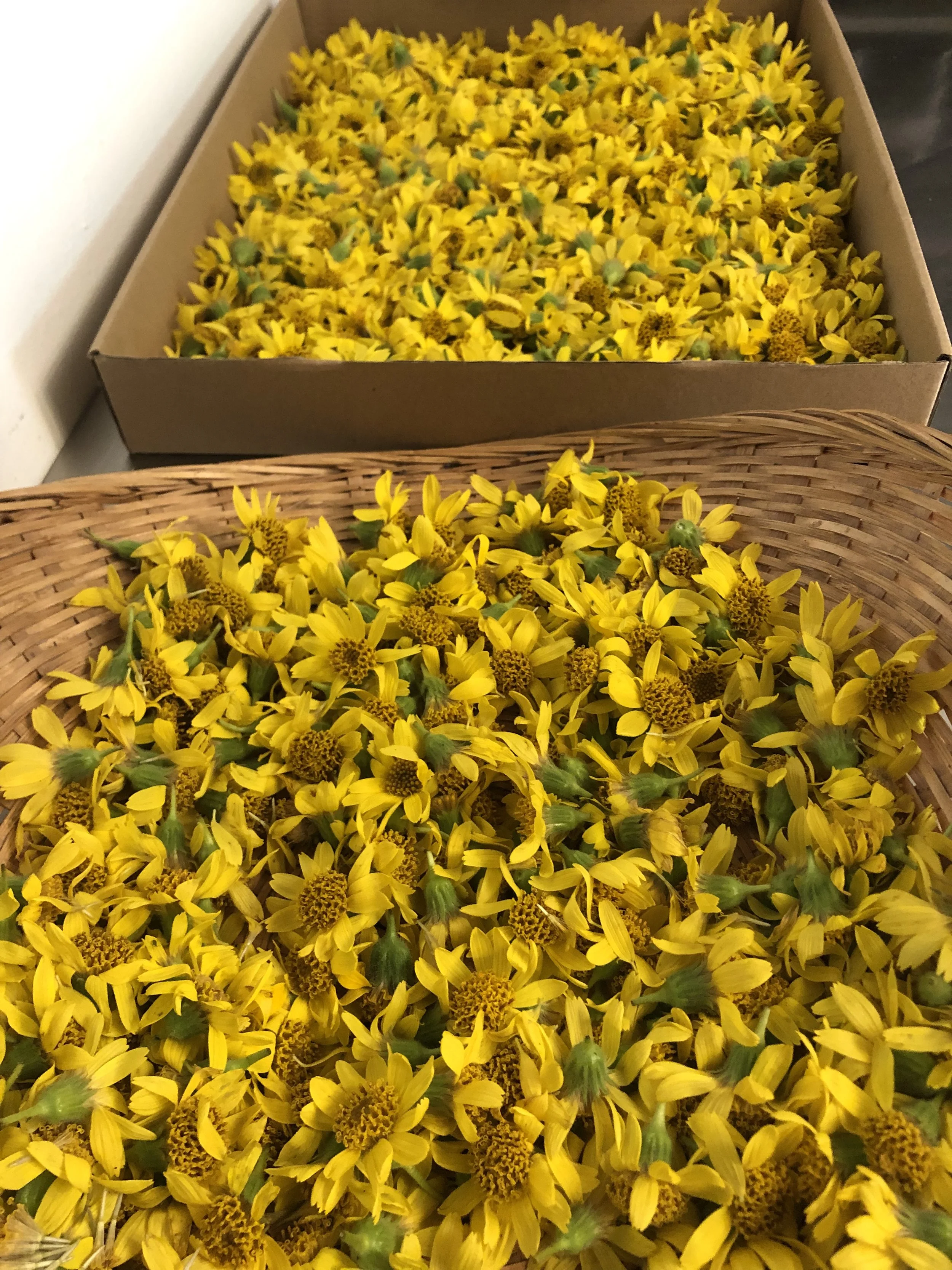 Arnica flowers (Arnica mollis)