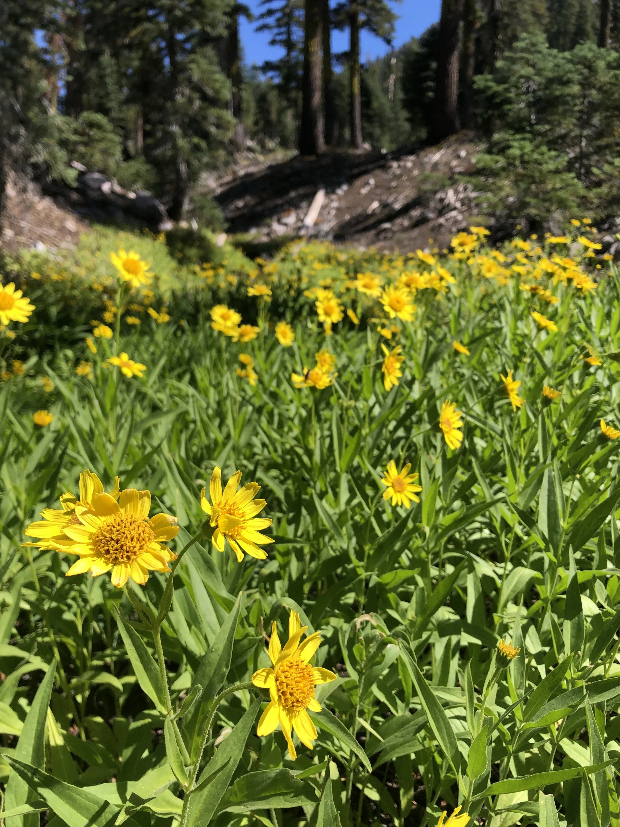 Wild arnica (Arnica mollis)