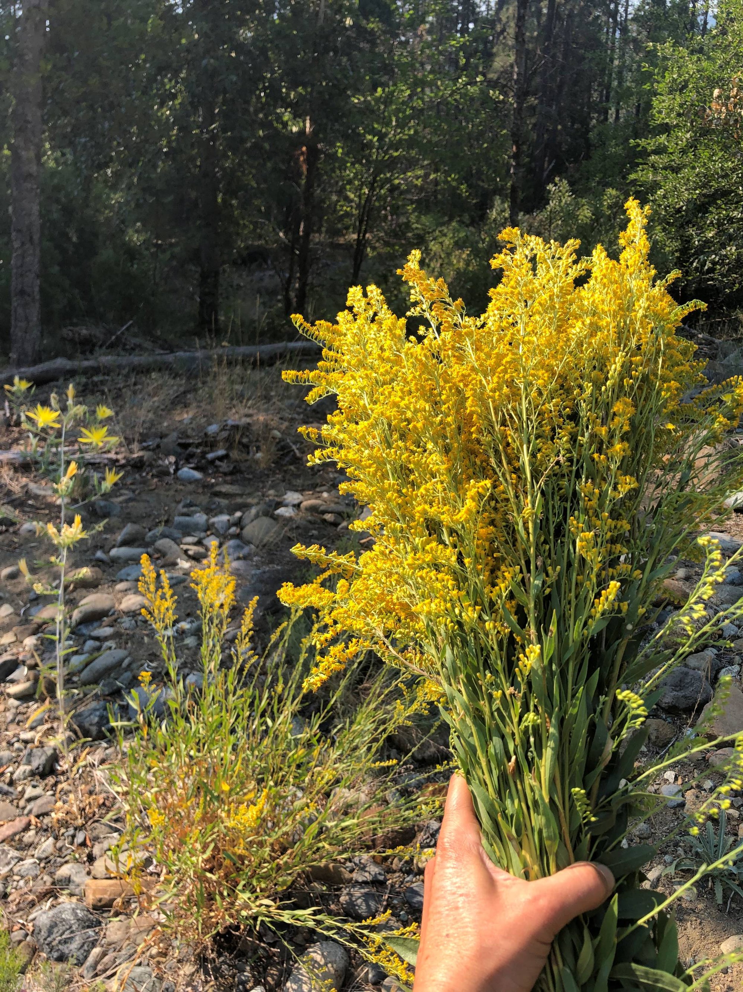 wild goldenrod (Solidago)