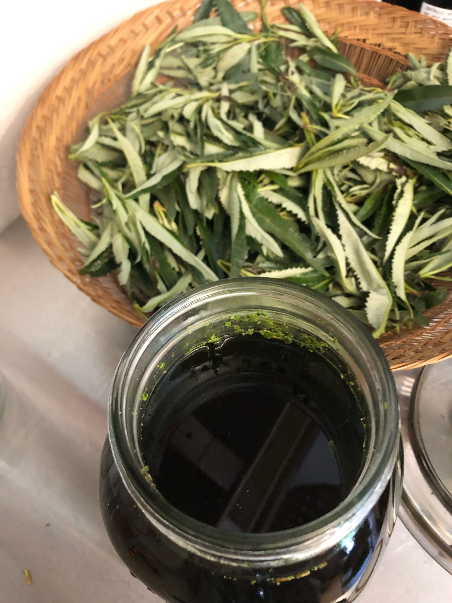 yerba santa (Eriodictyon californicum)