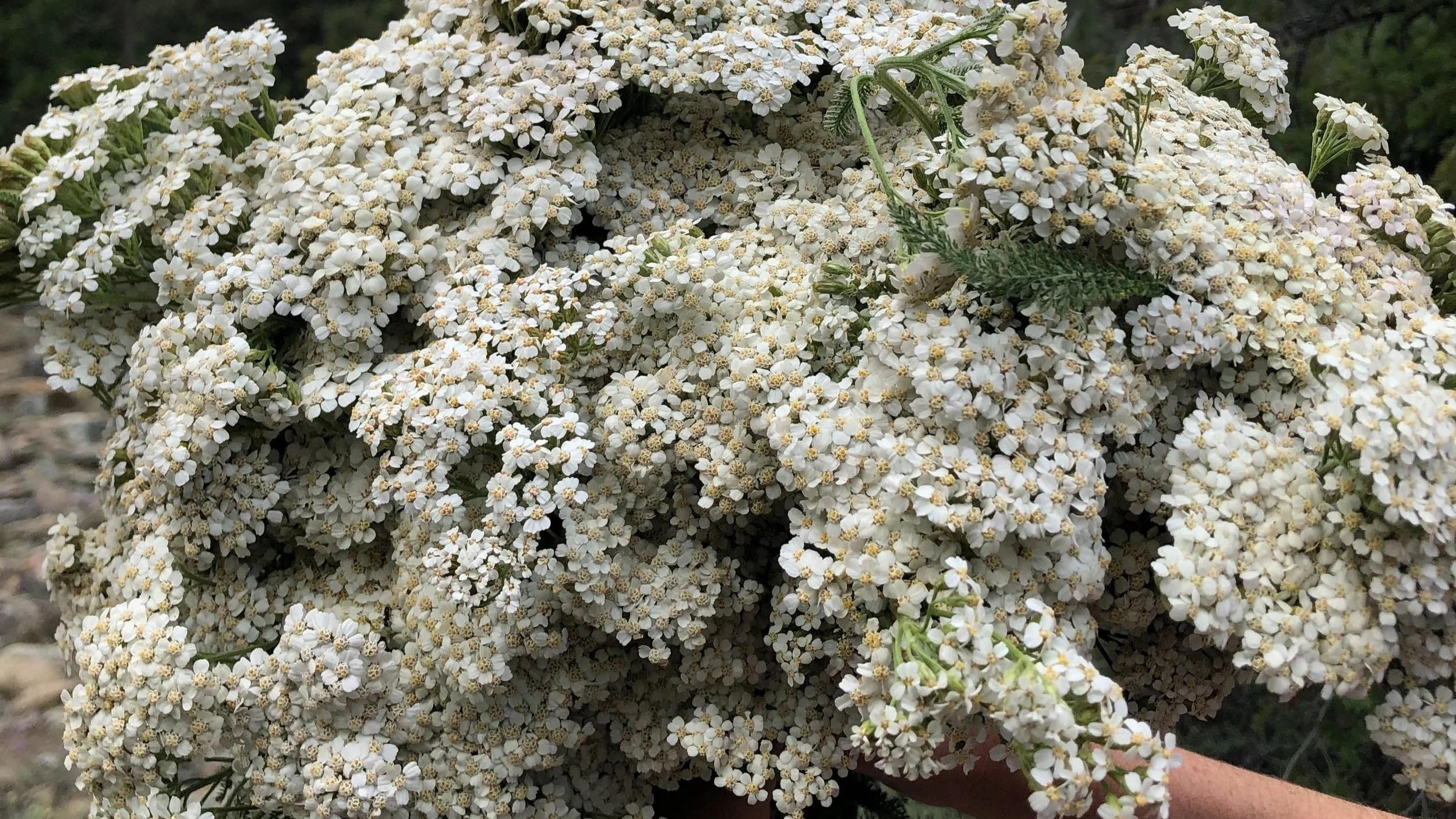 Yarrow+bouquet.jpg