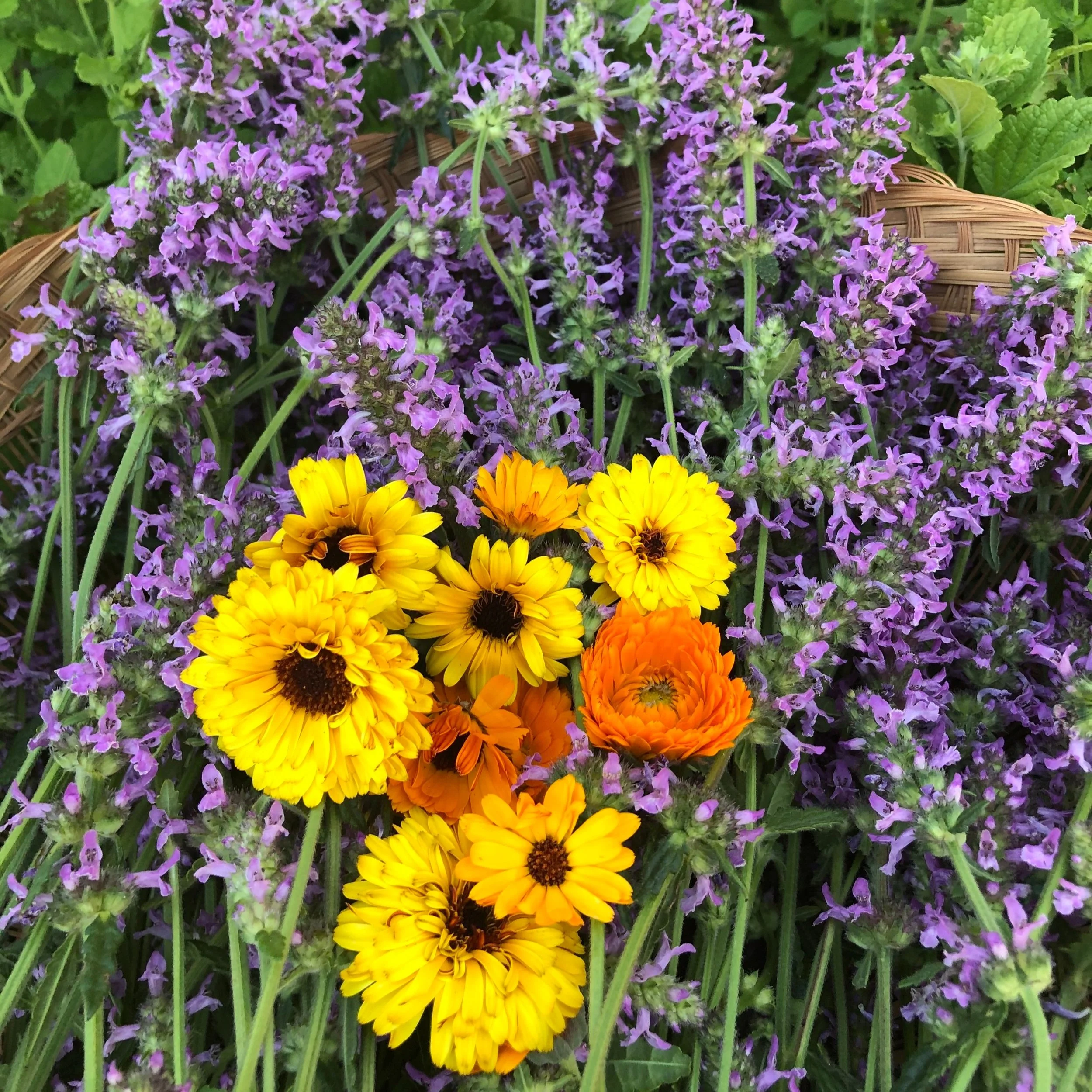 wood betony (Stachys officinalis) and calendula (Calendula officinalis)