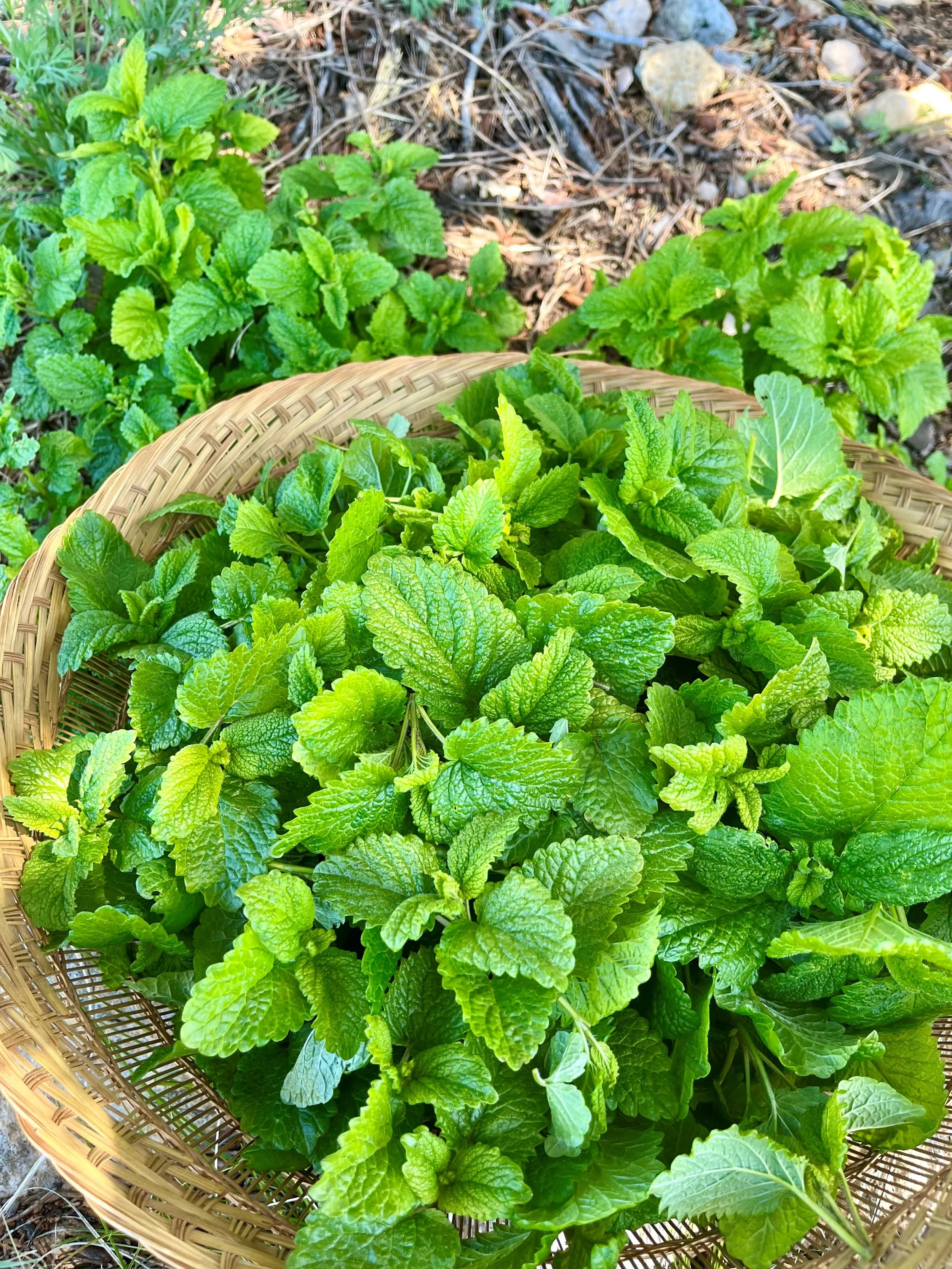 Frehsly harvested lemon balm (Melissa officinalis)