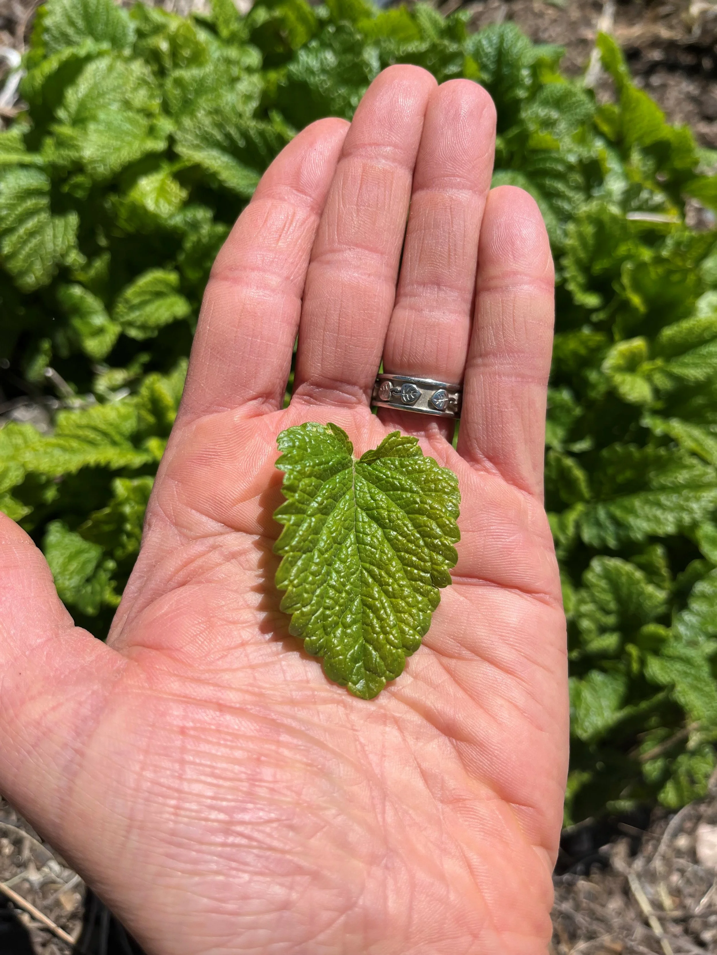 lemon balm leaf (Melissa officinalis)