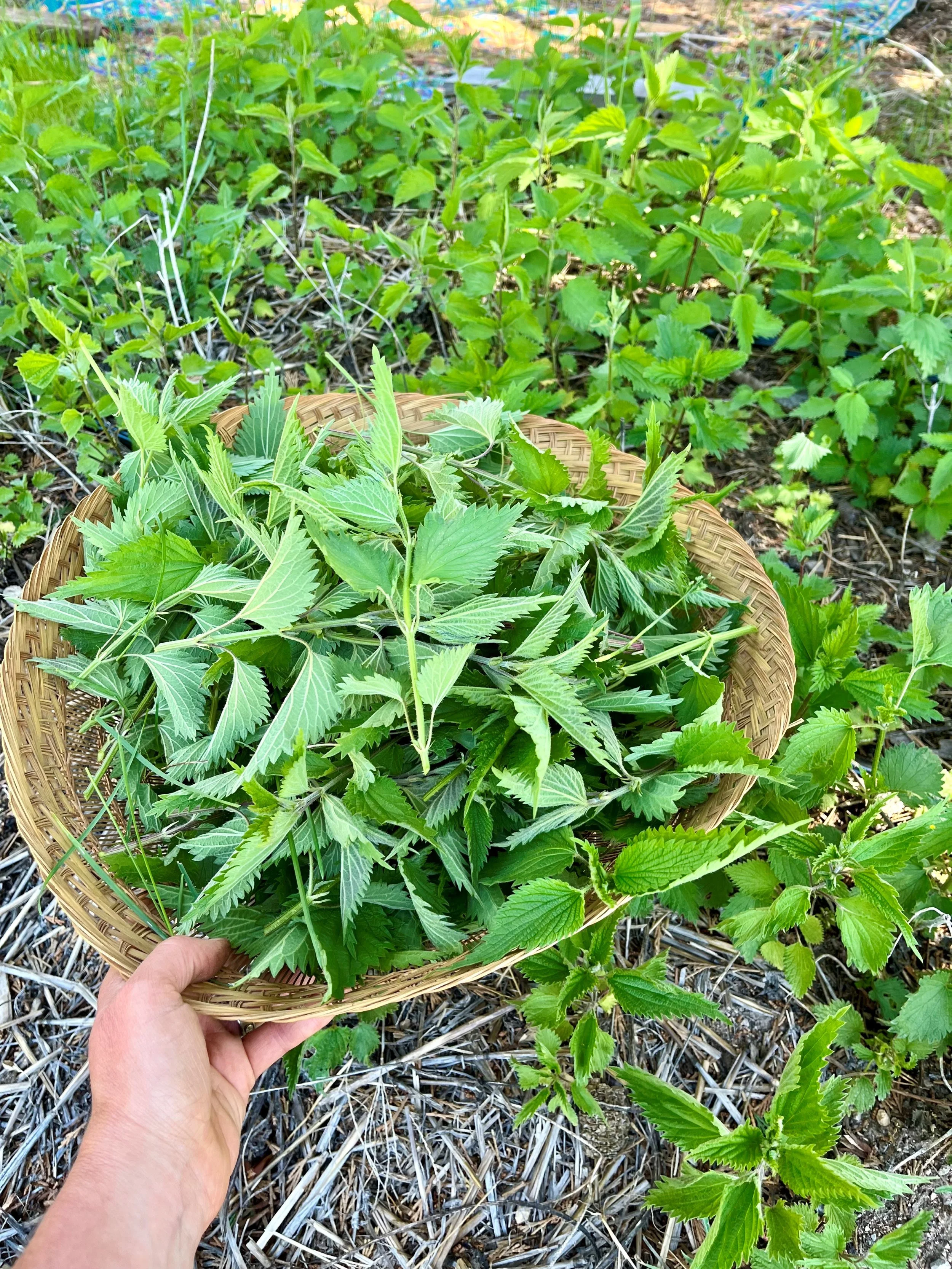 Basket of nettles (Urtica dioica)