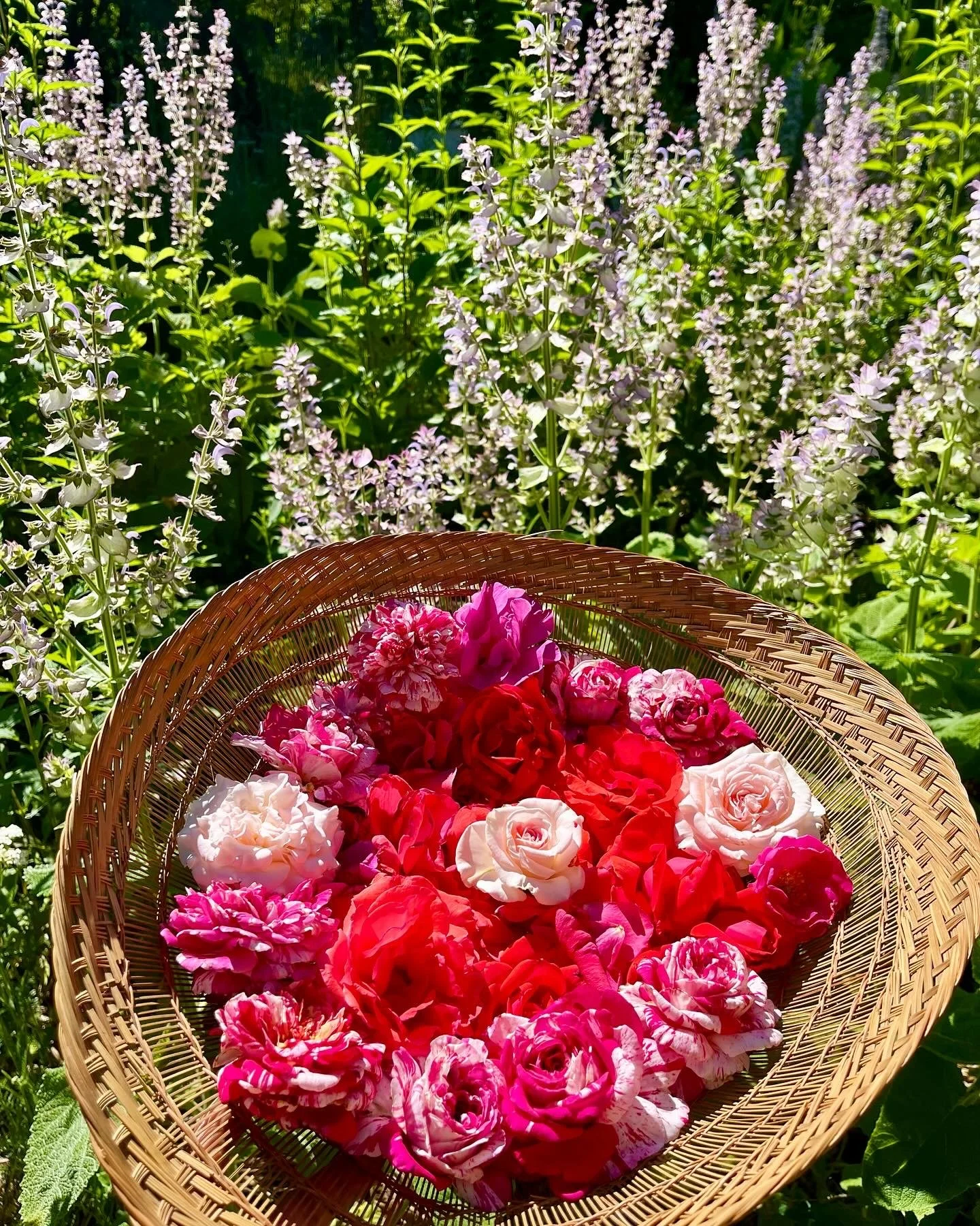 fresh fragrant roses