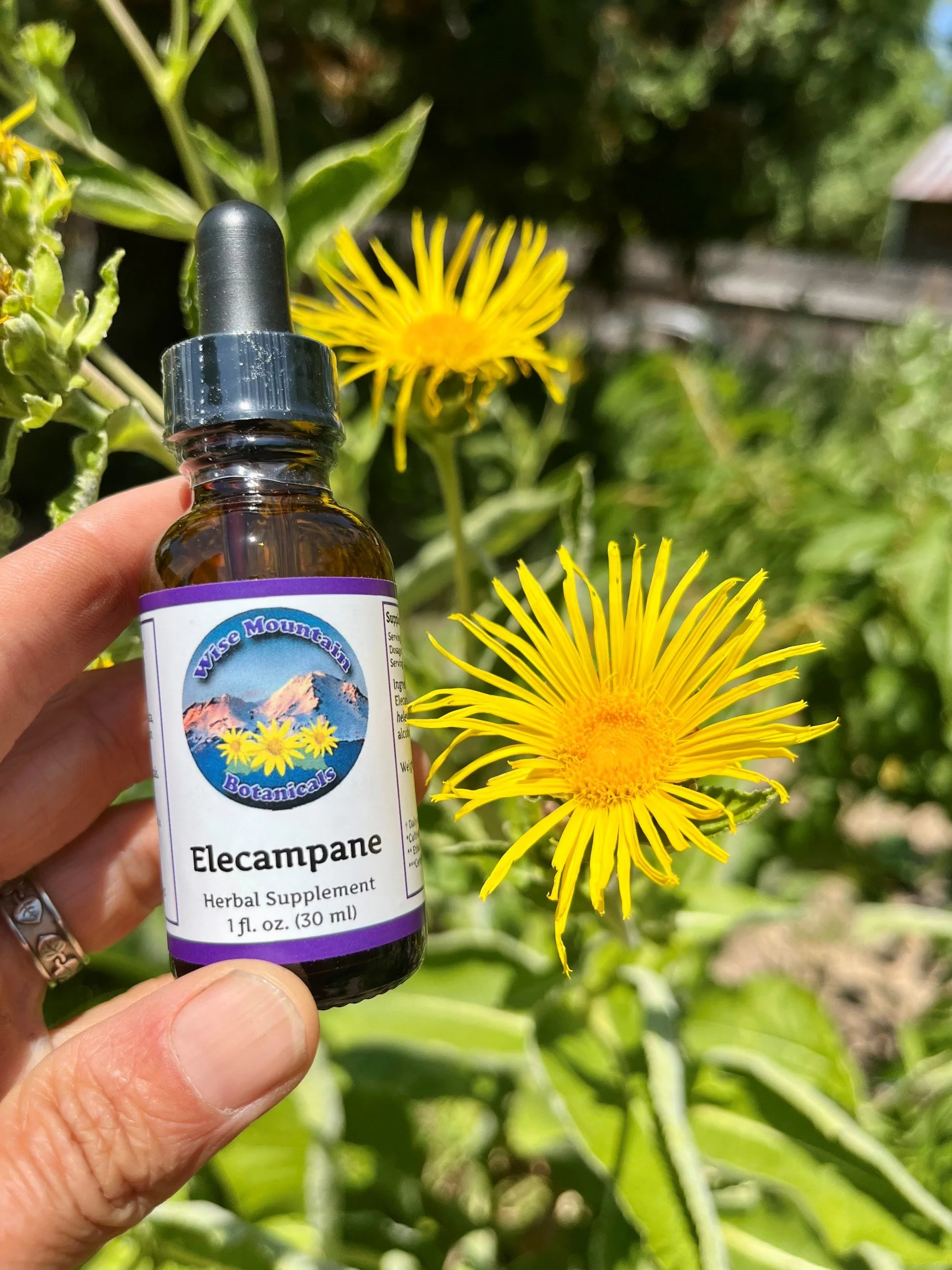 Elecampane Root Tincture (Inula helenium)- Fresh plant extract *Grown on our micro farm in Mount Shasta, California*