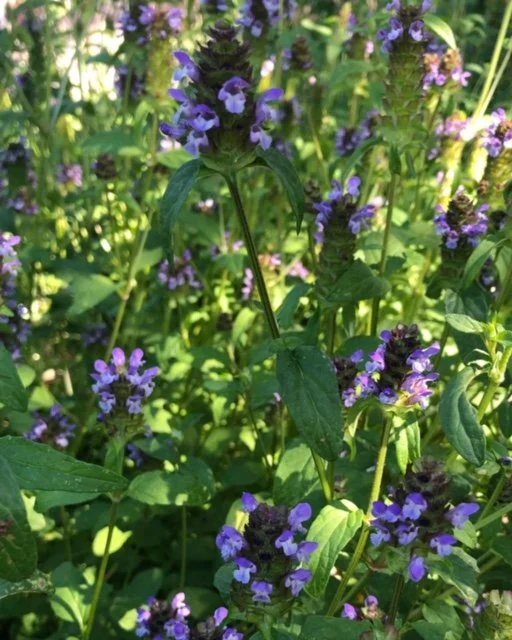 self heal (Prunella vulgaris)