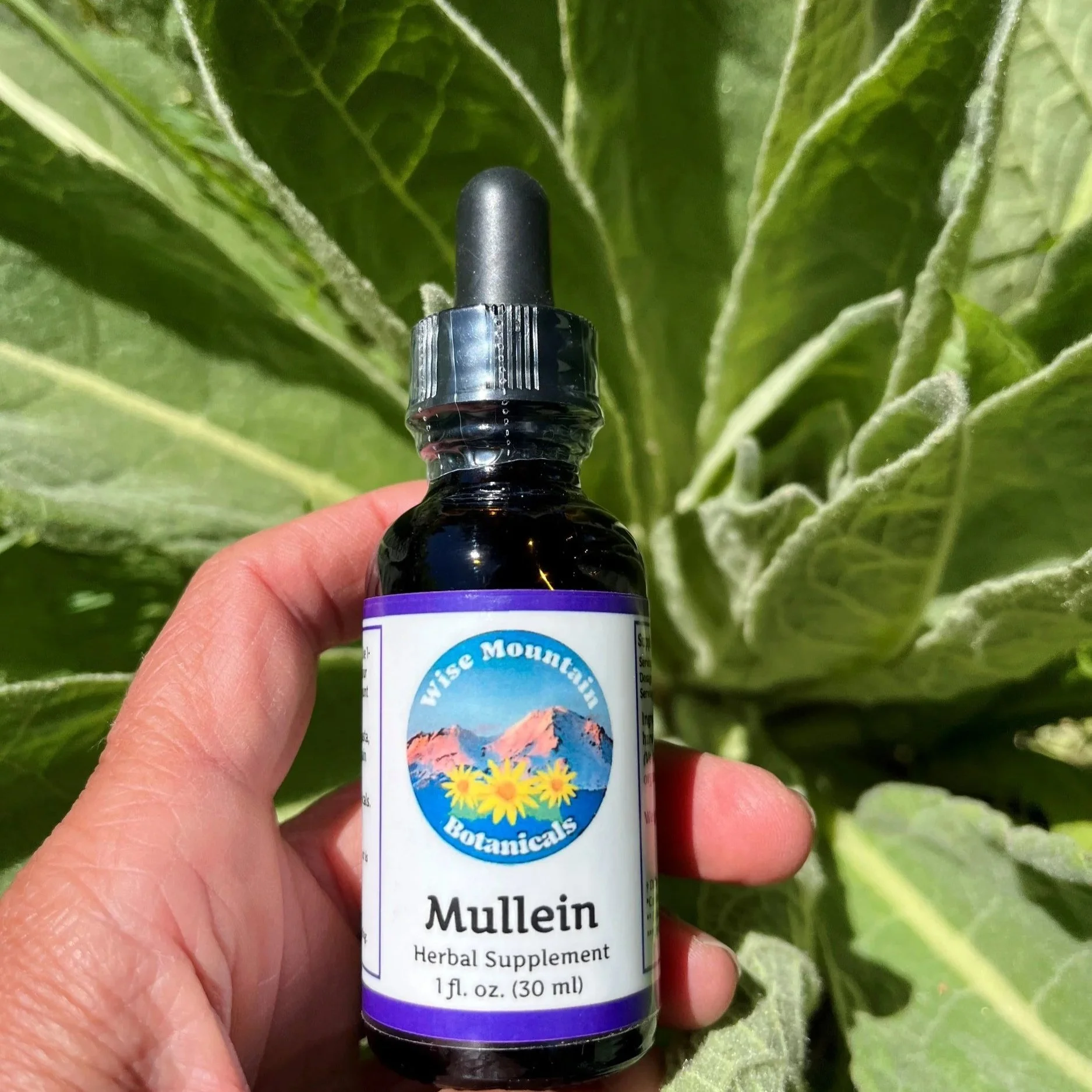 Mullein.jpg