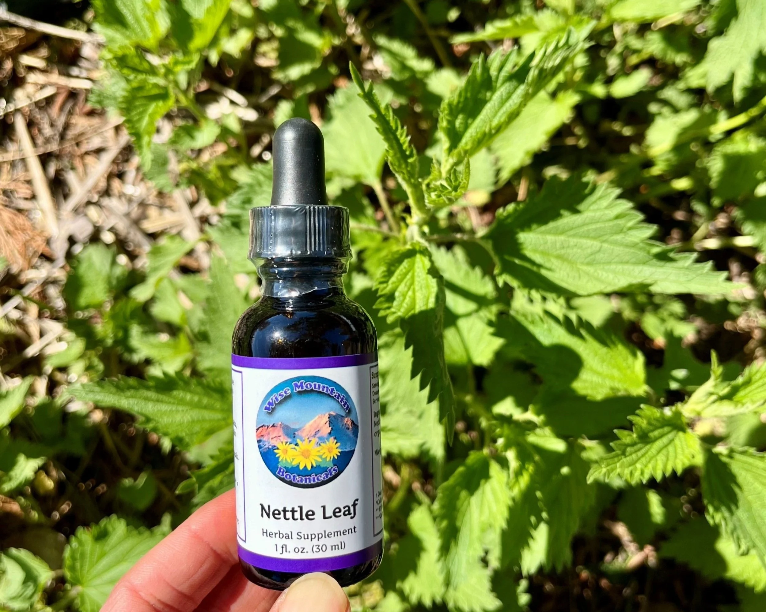 Nettle leaf (Urtica dioica) tincture