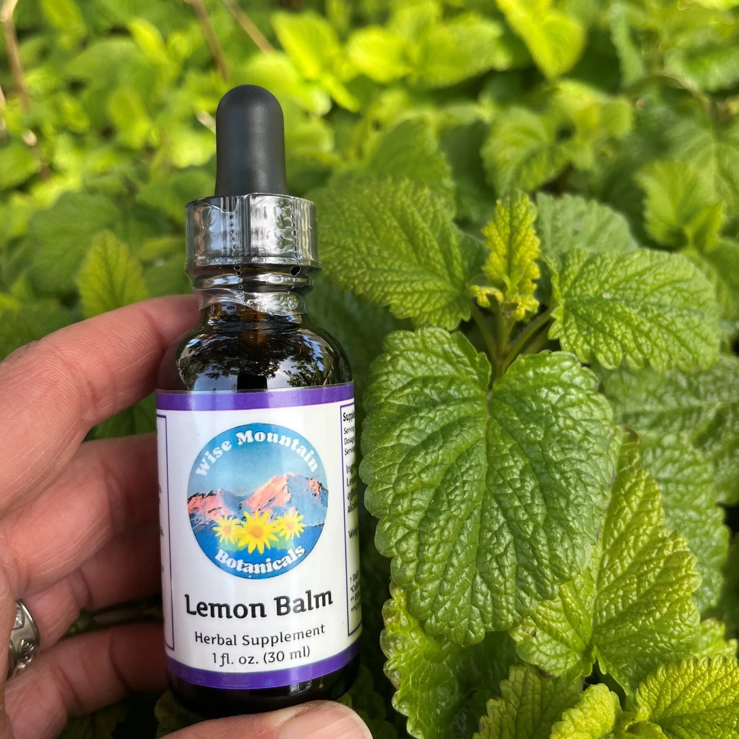 Lemon+balm.jpg