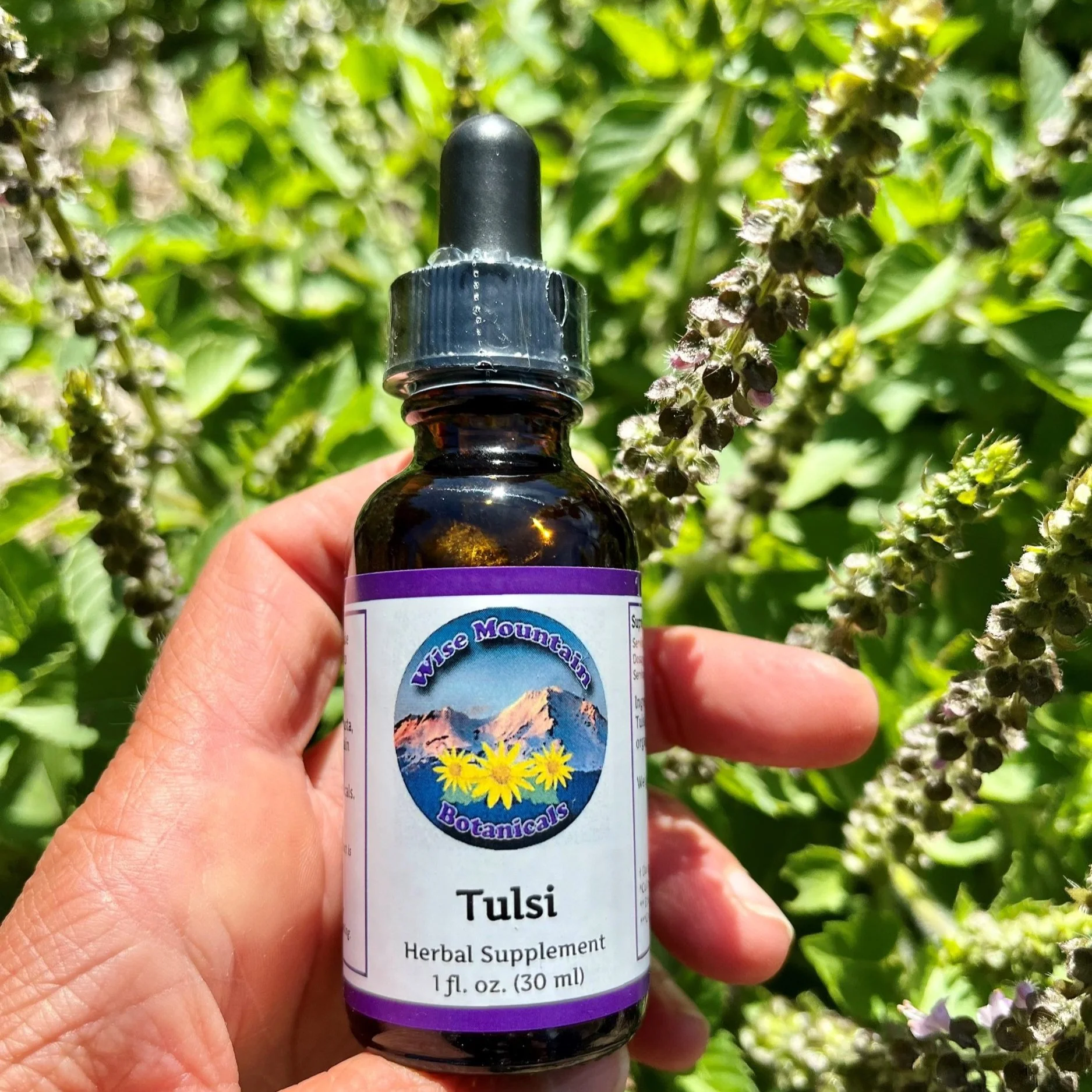 tulsi (Ocimum africanum) tincture