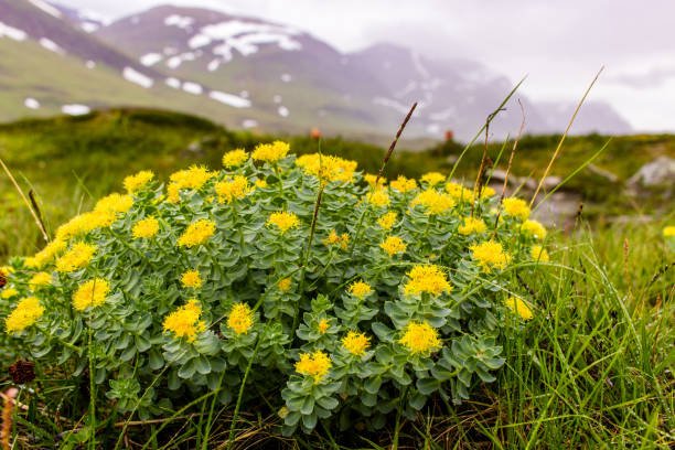 rhodiola.jpg
