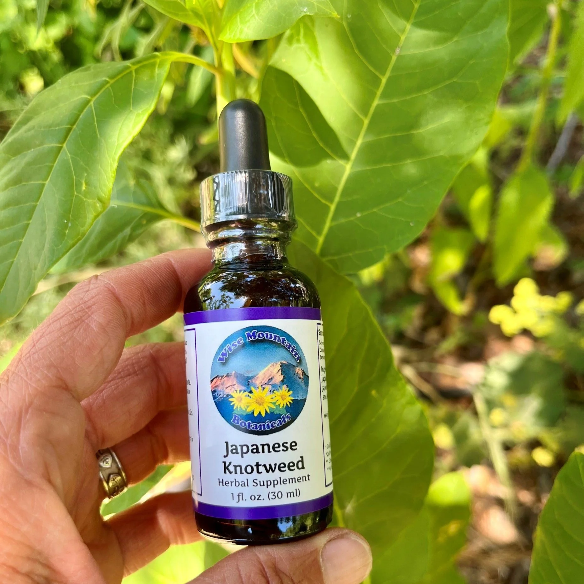 Japanese knotweed tincture (Fallopia japonica)