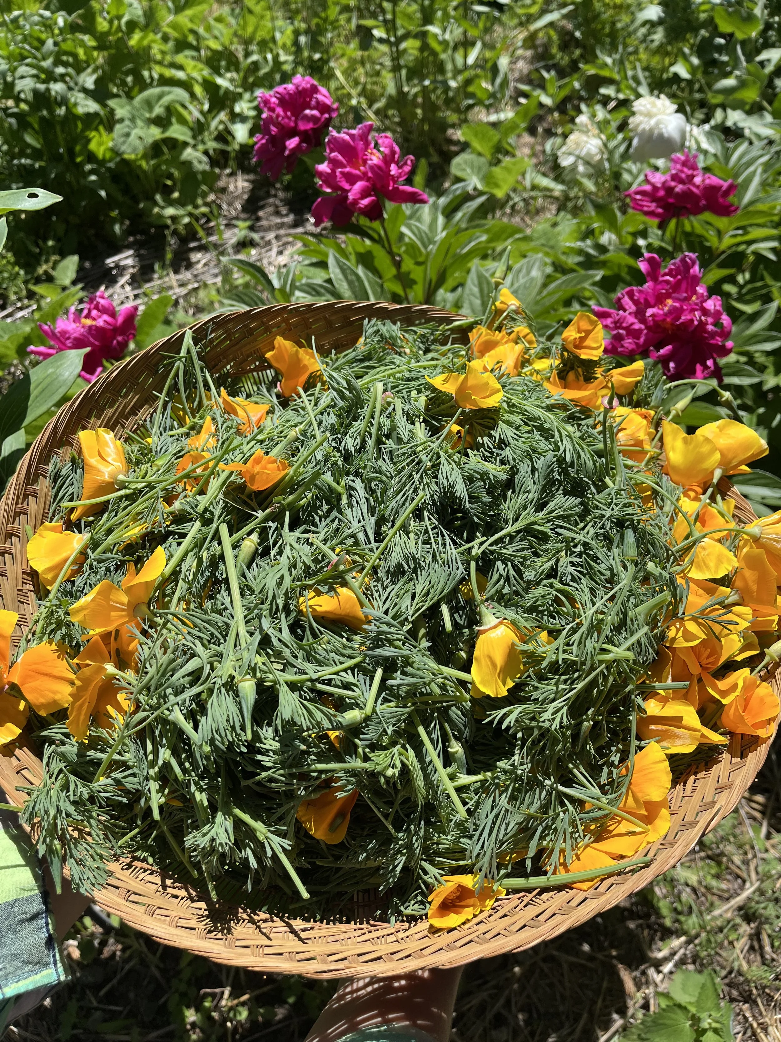 basket of fresh California poppy (Eschscholzia californica)