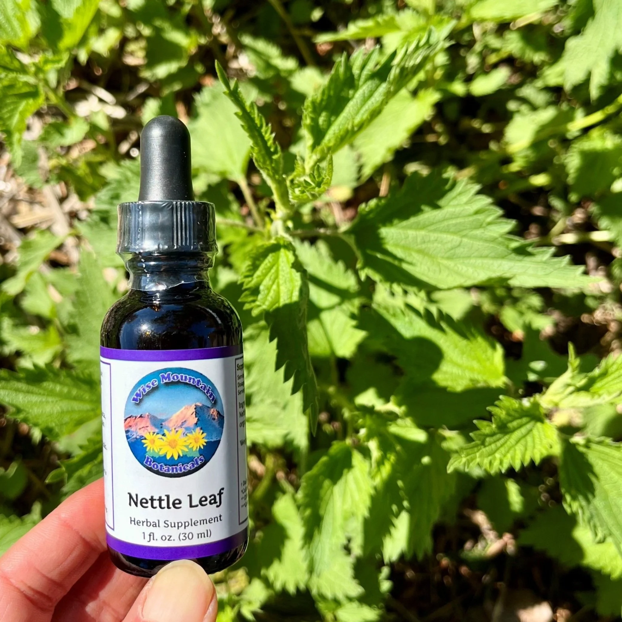 Nettle Leaf Tincture (Urtica dioica)- Fresh plant extract *Grown on our micro farm in Mount Shasta, California*