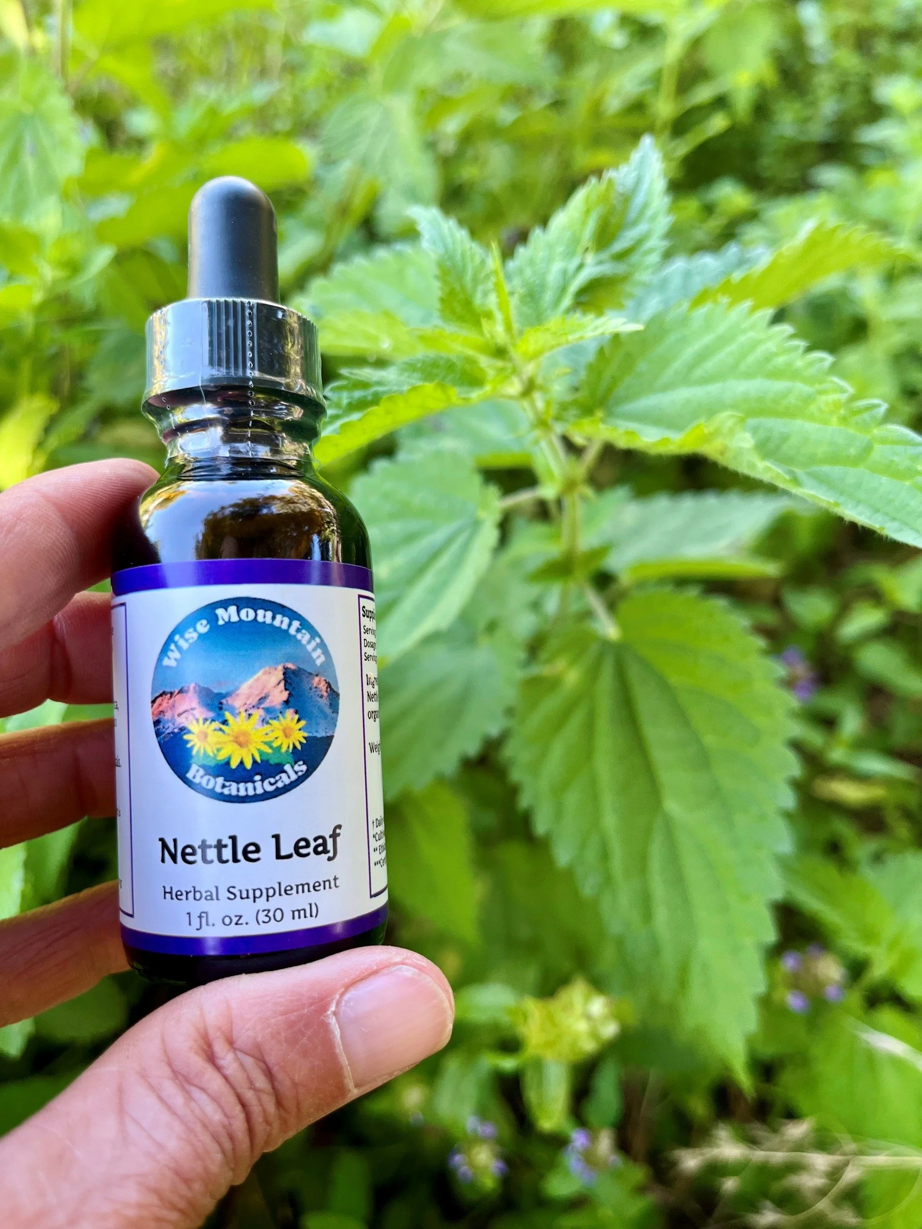 Nettle2.jpg