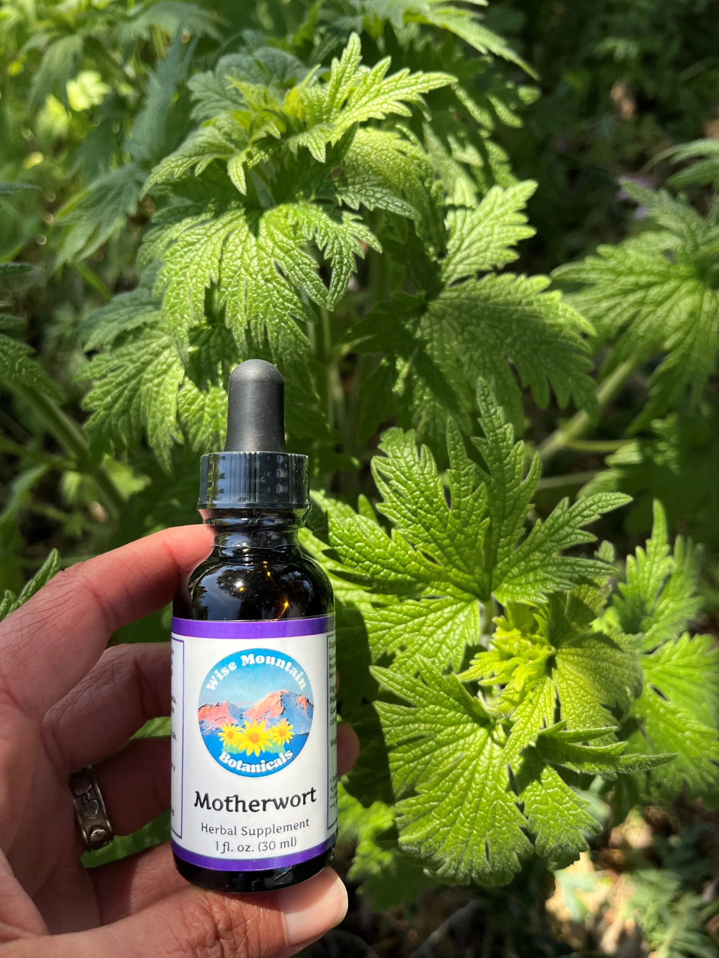 Motherwort Tincture (Leonurus cardiaca)- Fresh plant extract *Grown on our micro farm in Mount Shasta, California*