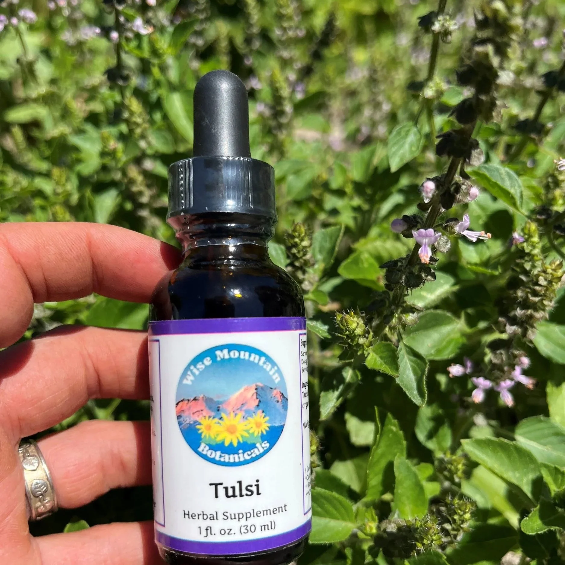 Tulsi (Holy Basil) Tincture (Ocimum africanum)- Fresh plant extract *Grown on our micro farm in Mount Shasta, California*