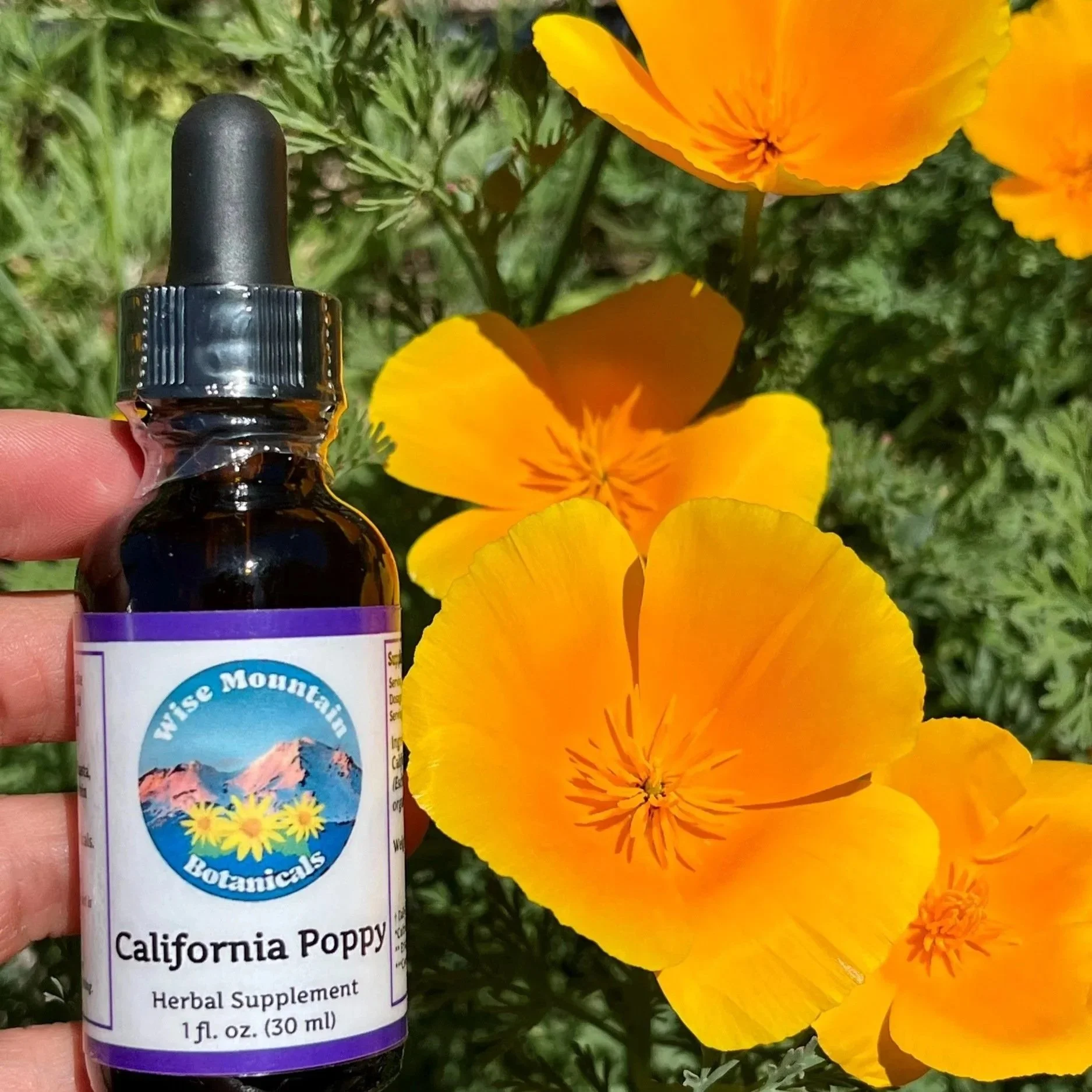 California Poppy Tincture (Eschscholzia californica)- Fresh plant extract *Grown on our micro farm in Mount Shasta, California*