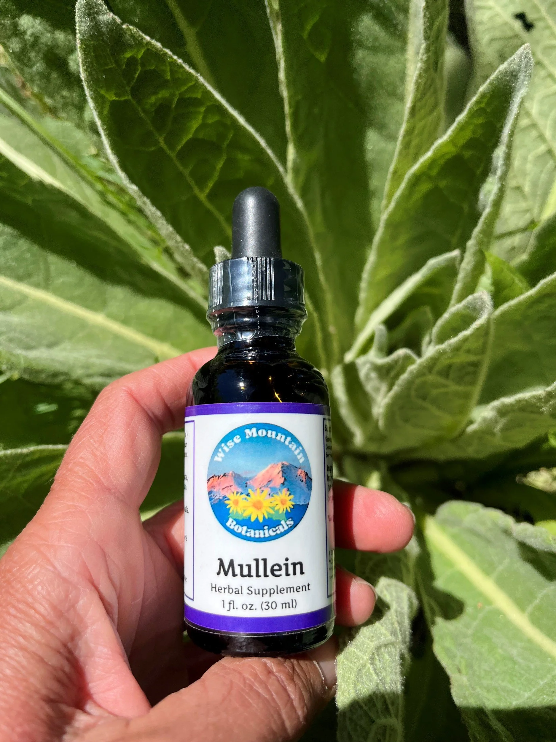 Mullein Leaf Tincture (Verbascum thapsus) - Fresh plant extract *Wild harvested from the mountains of far Northern California*