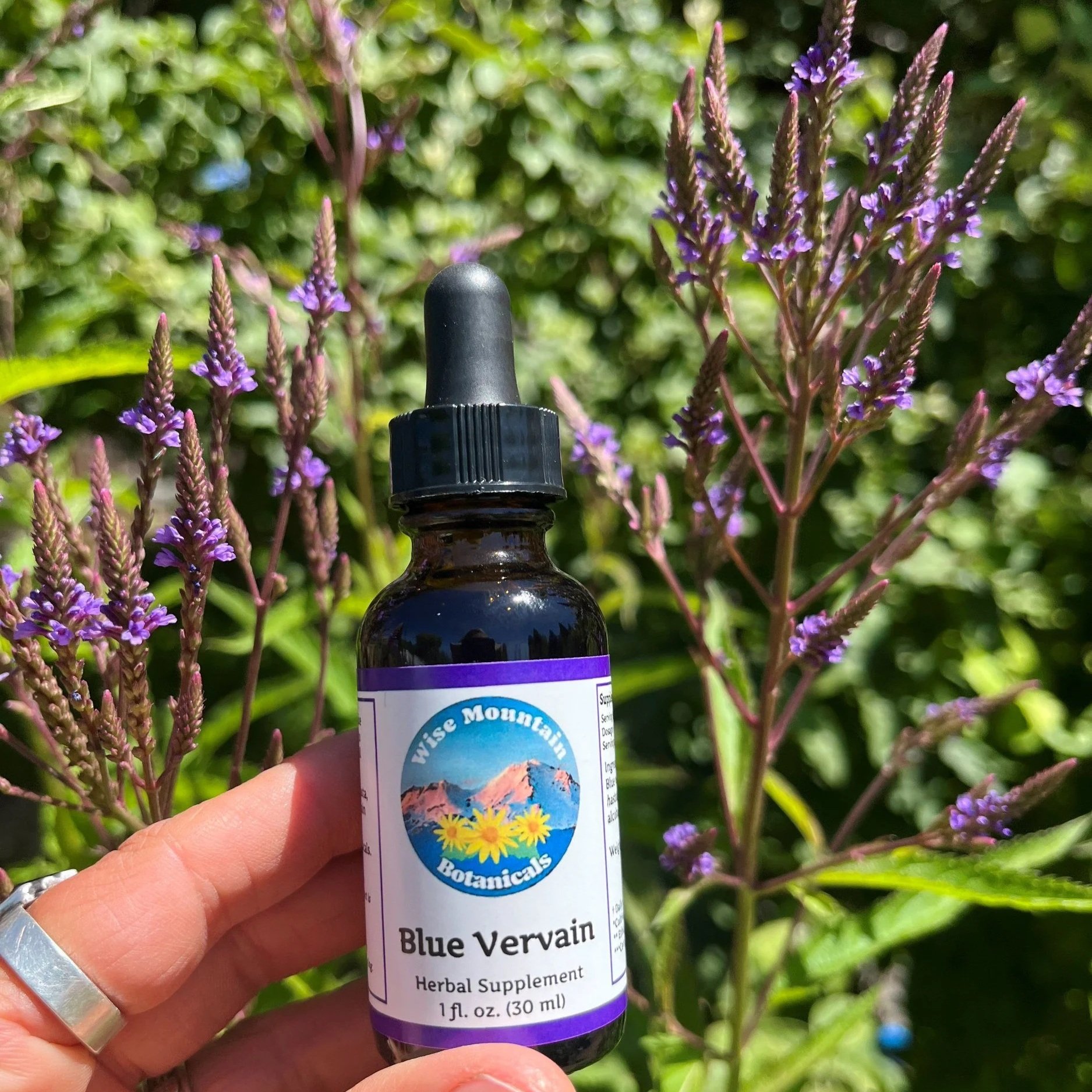 Blue+vervain2.jpg