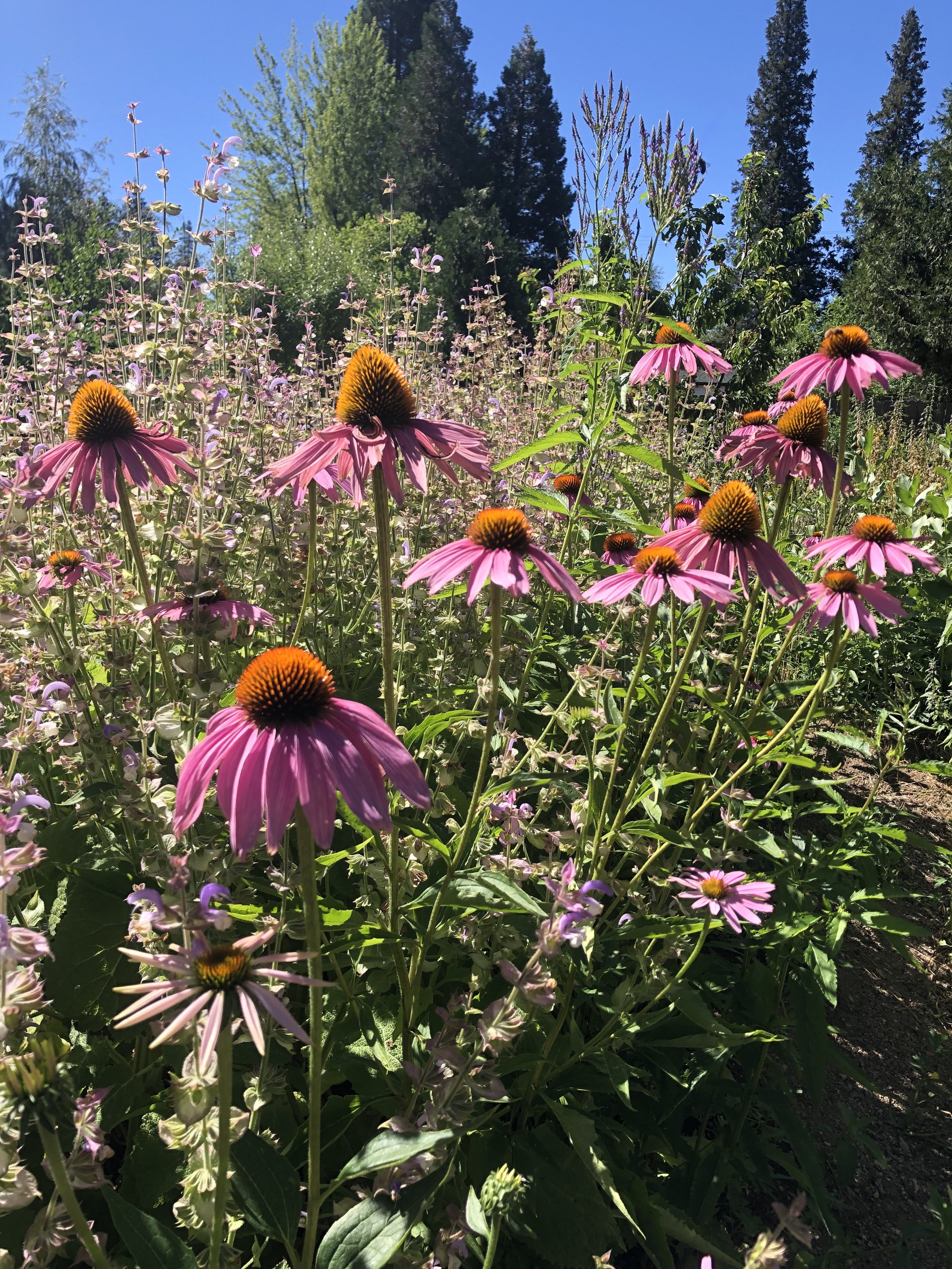 Echinacea (Echinacea purpurea) in the garden