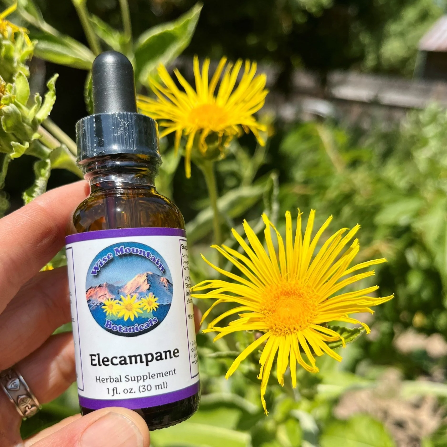 Elecampane root (Inula helenium) tincture