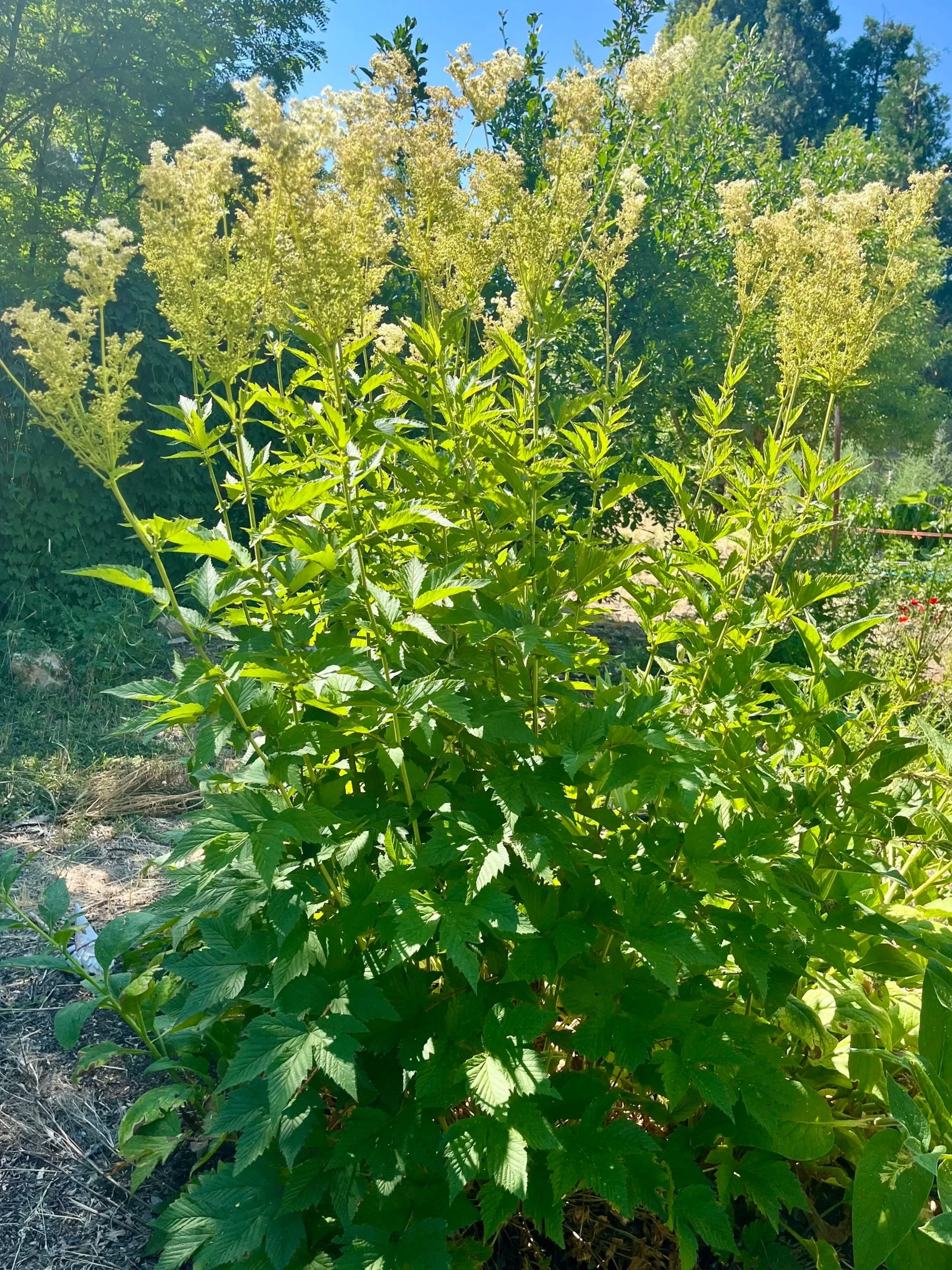Meadowsweetplant.jpg