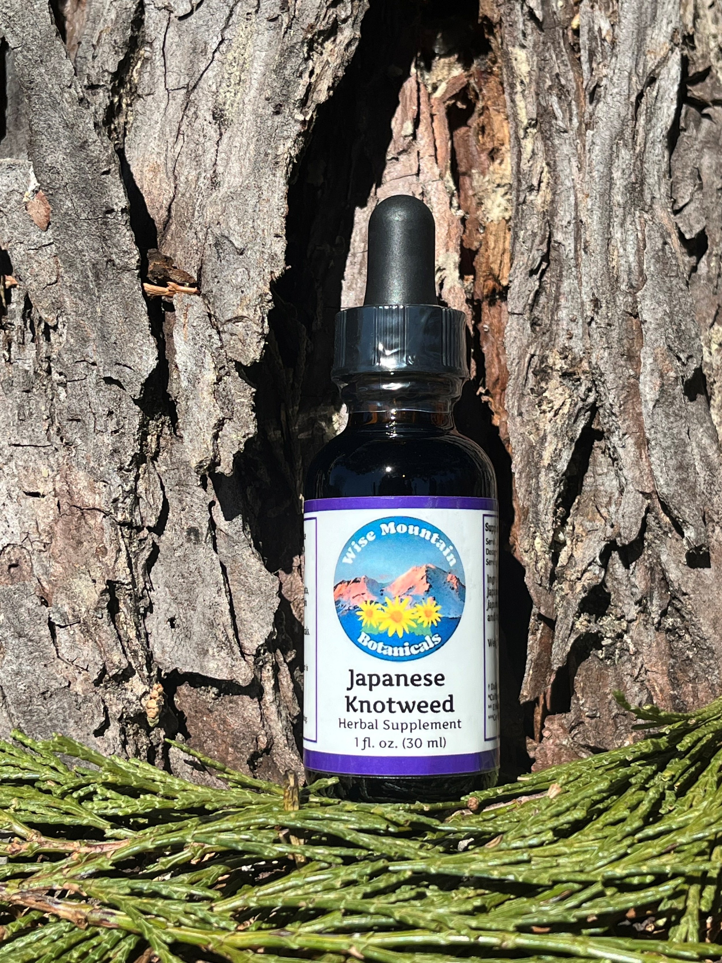 Japanese knotweed Tincture (Fallopia japonica)- Dry plant extract *Wild harvested*