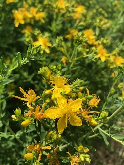 St. john's wort flower (Hypericum perforatum)