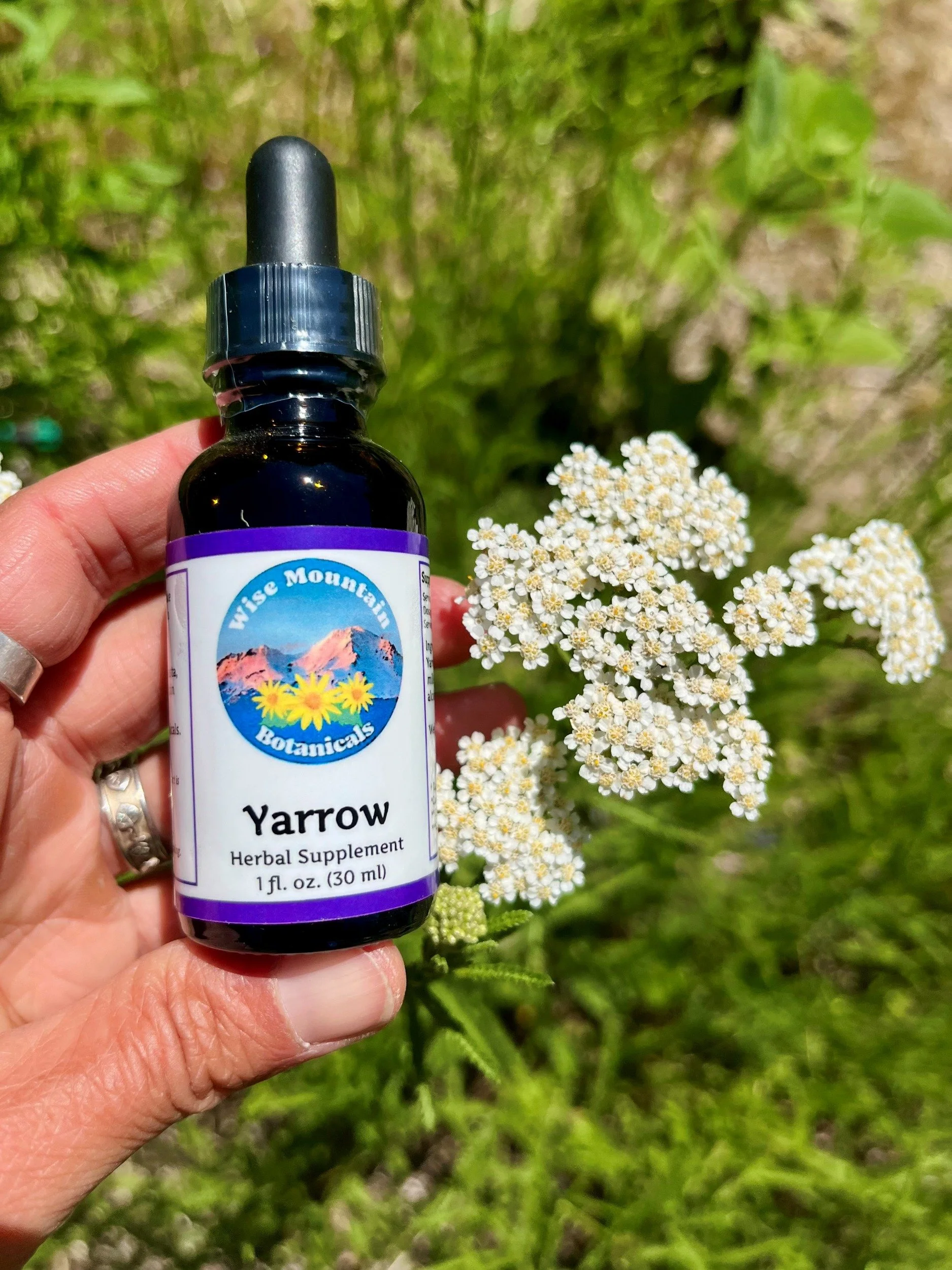 Yarrow.jpg