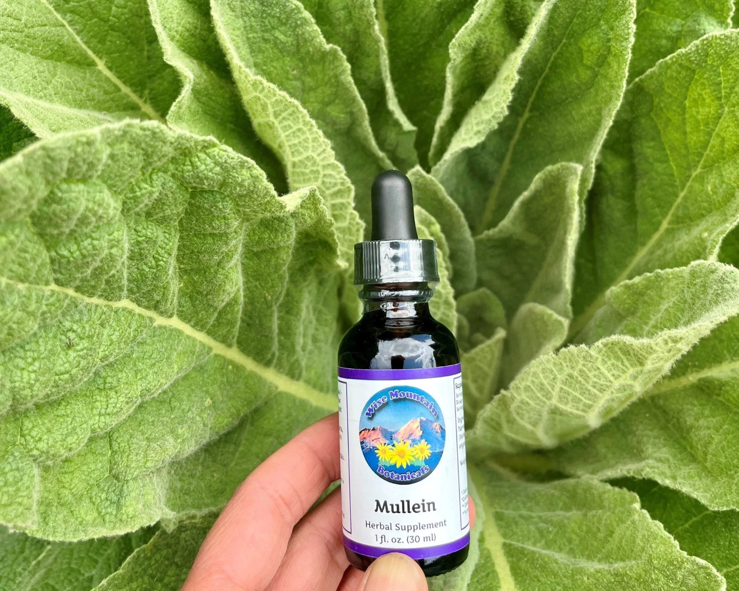 Mullein (Verbascum thapsus) tincture