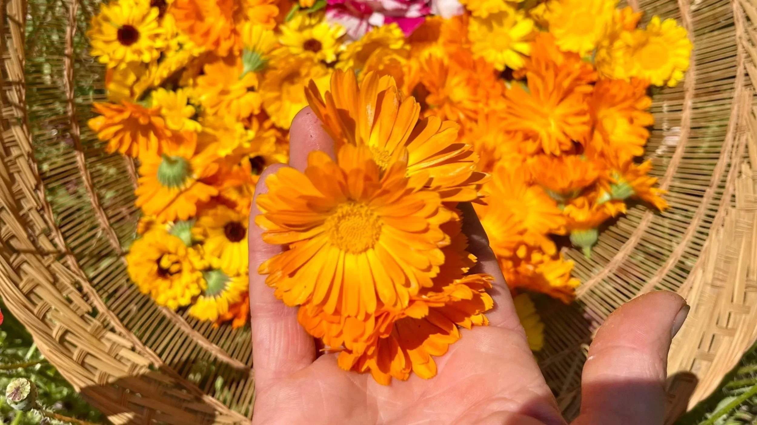 Close-up of a hand holding calendula flowers with a basket of calendula flowers in the background.