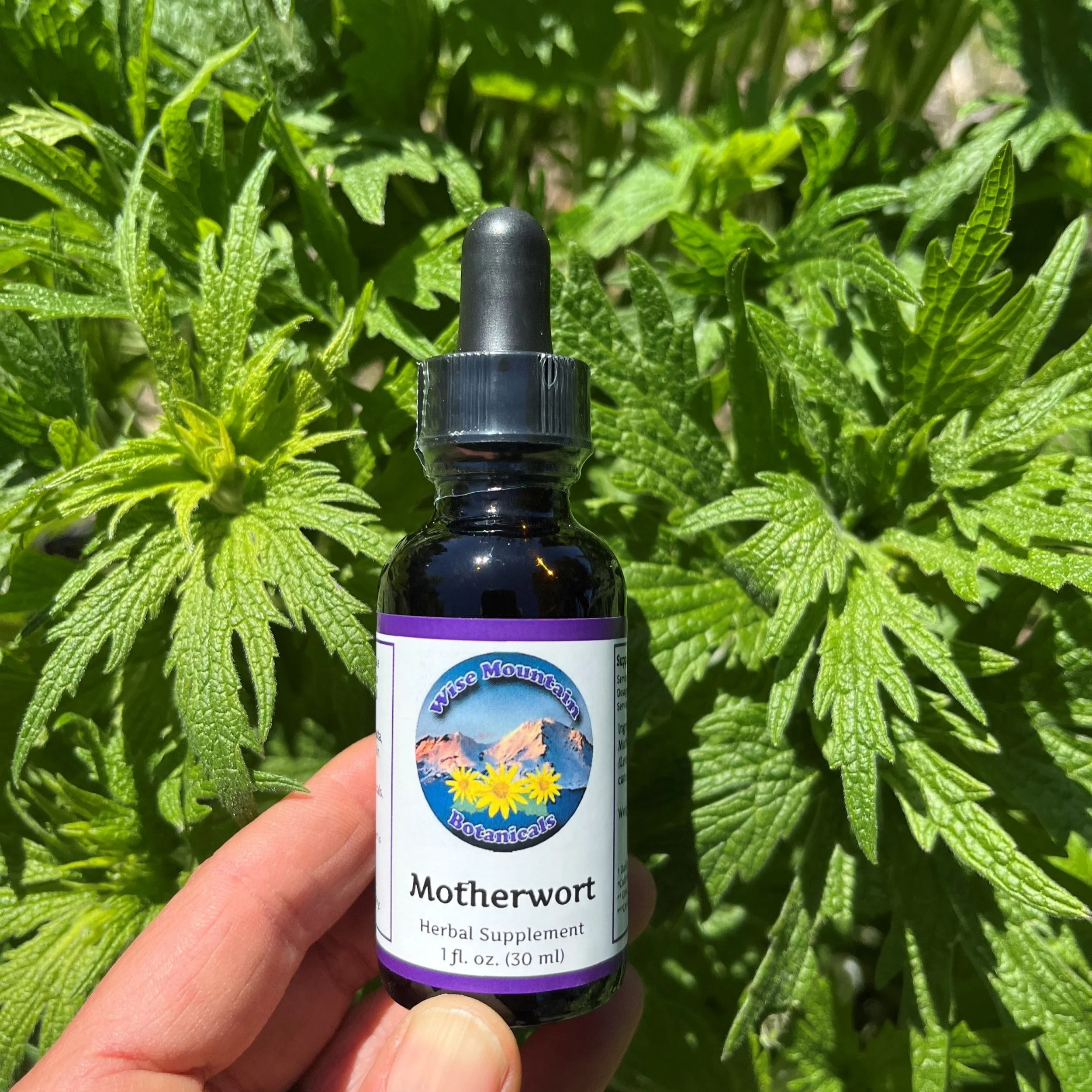 Motherwort (Leonurus cardiaca) tincture