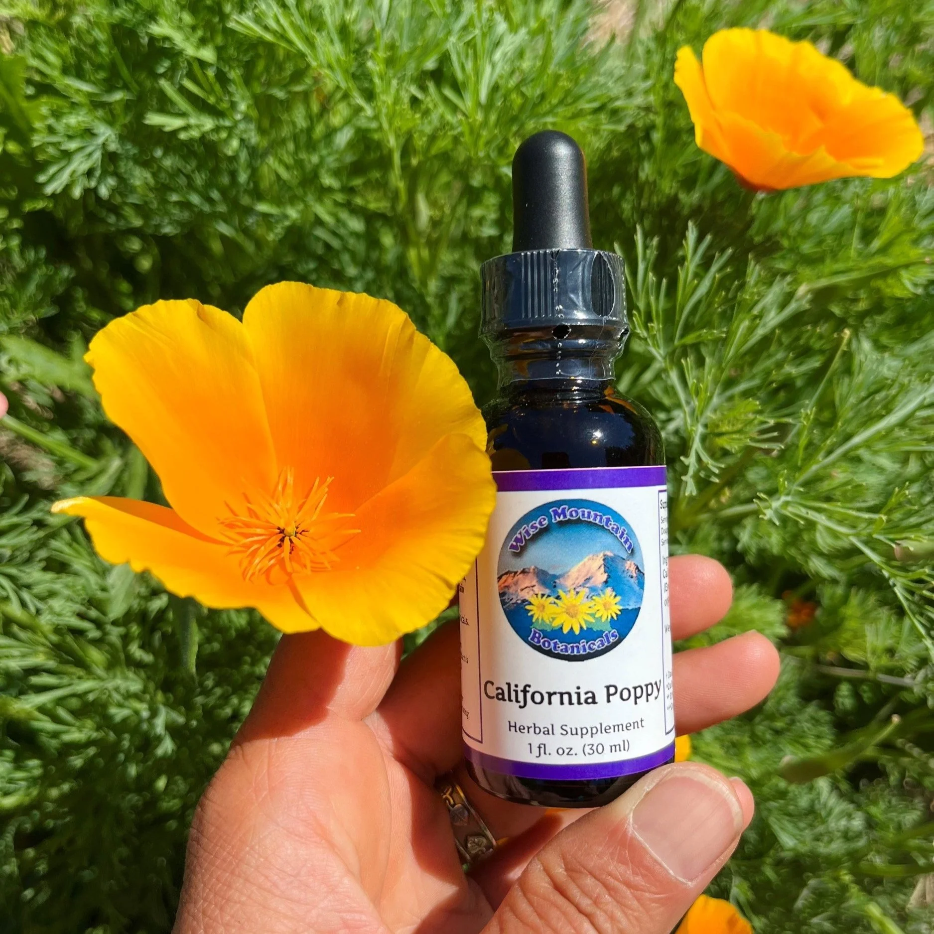 California poppy (Eschscholzia californica) tincture